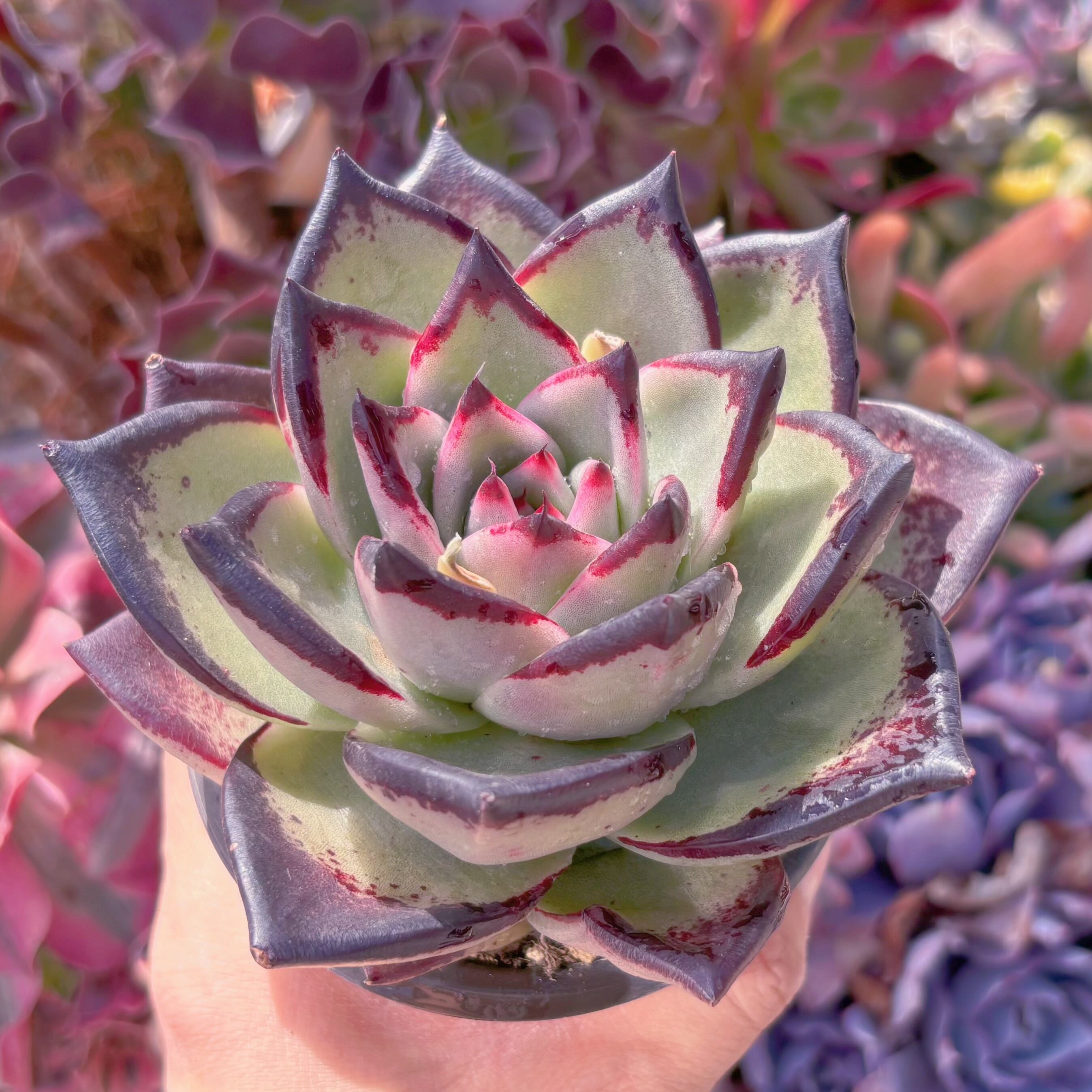 現品　黒魔王#224　大苗　るる農園