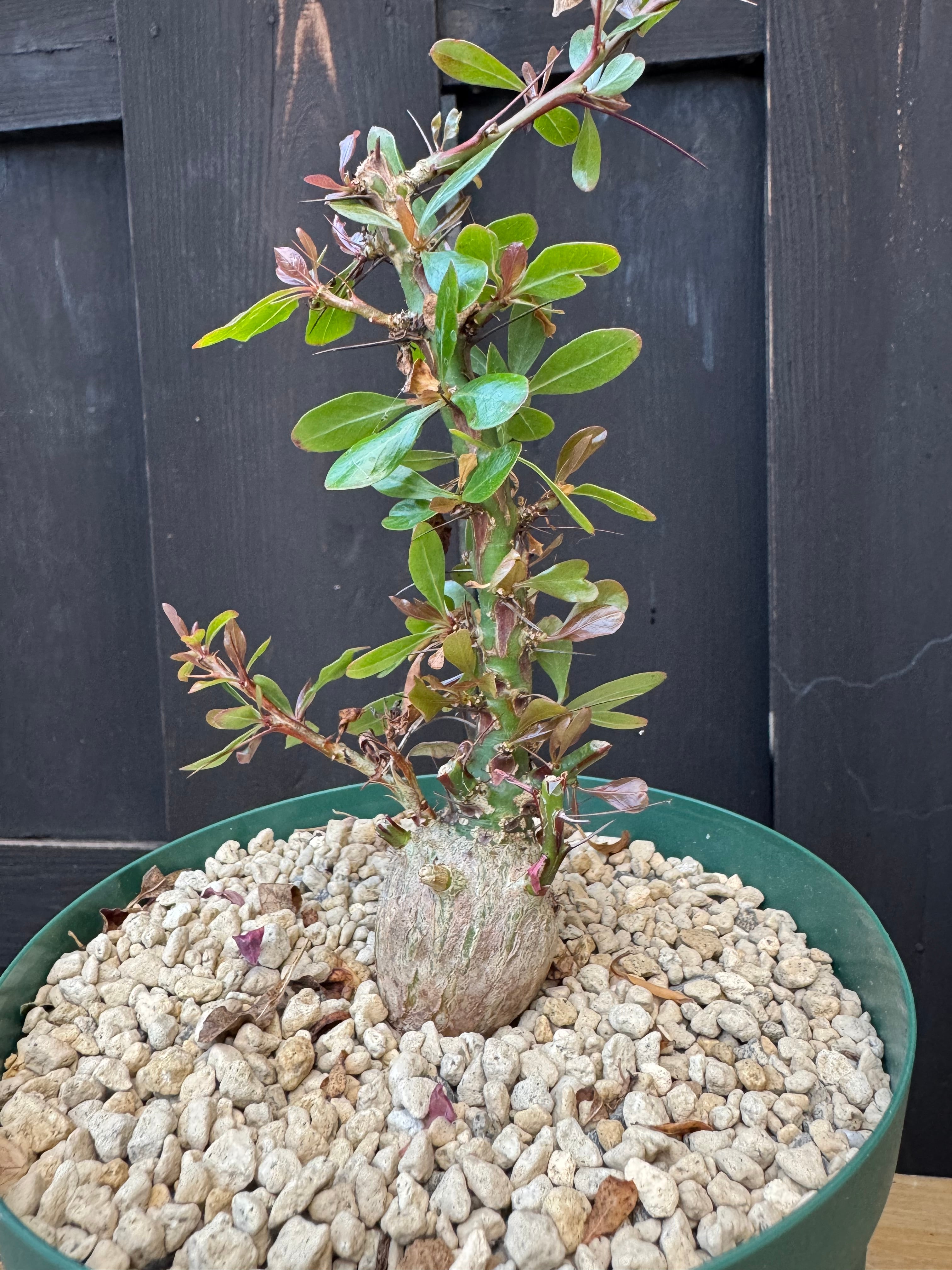 新着】Fouquieria fasciculata 【抜群の塊根部・選抜実生苗】フォーク