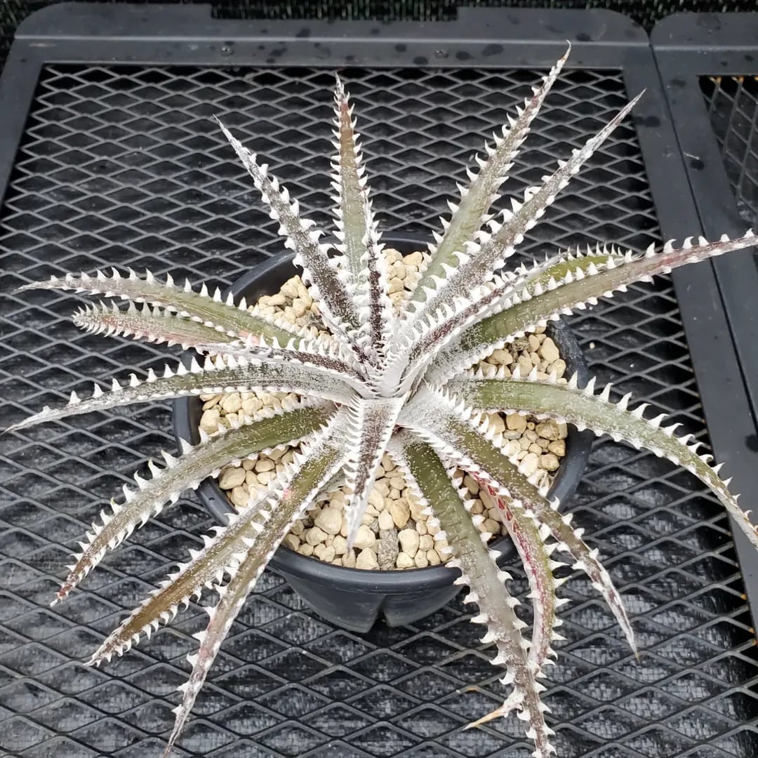 その他ハイブリッド | レアプランツ通販サイトPlants Maniax（プランツ