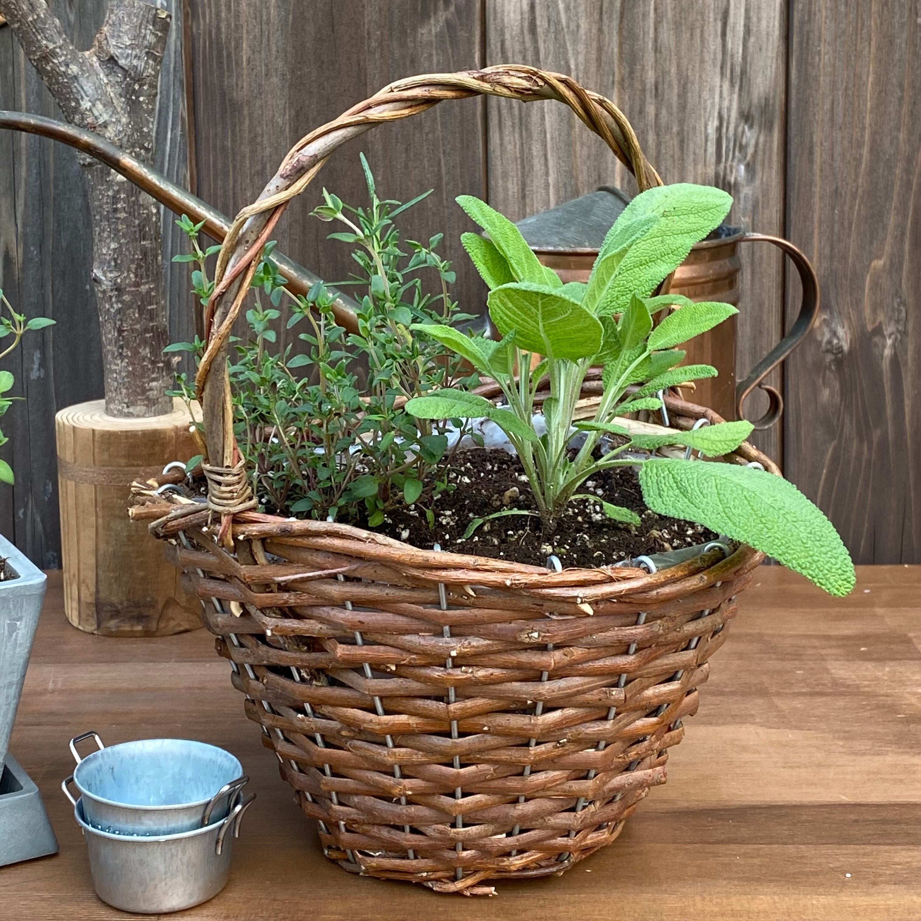 ハーブ3点セット/寄せ植え | ITONAMI