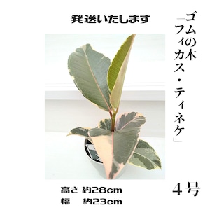 《観葉植物》　ゴムの木「フィカス・ティネケ」4号鉢　　受け皿付き　札幌市北区のお花屋さん　発送いたします。