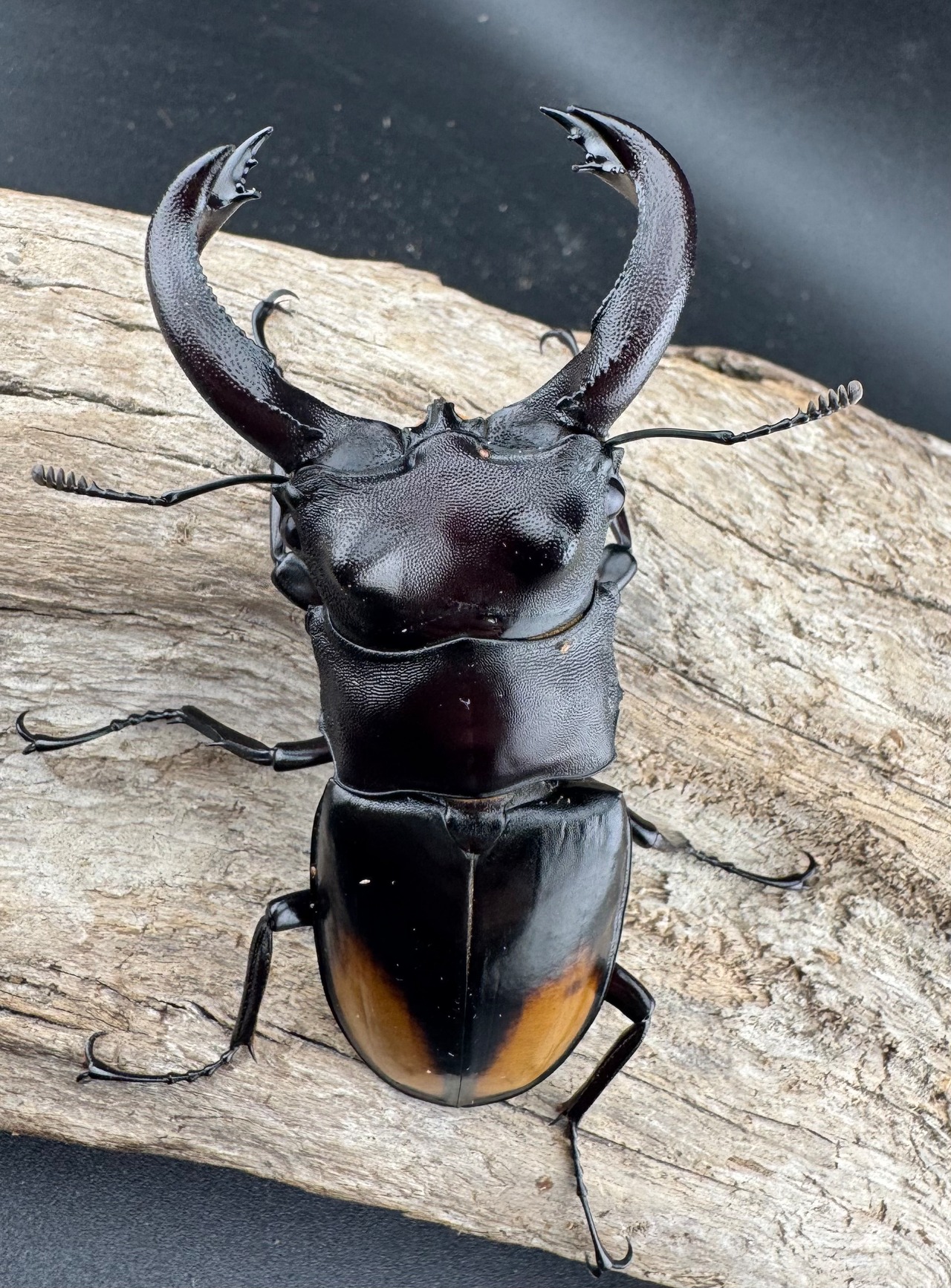 【WD】《セアカフタマタ(パリーフタマタ) 82mm ペア》