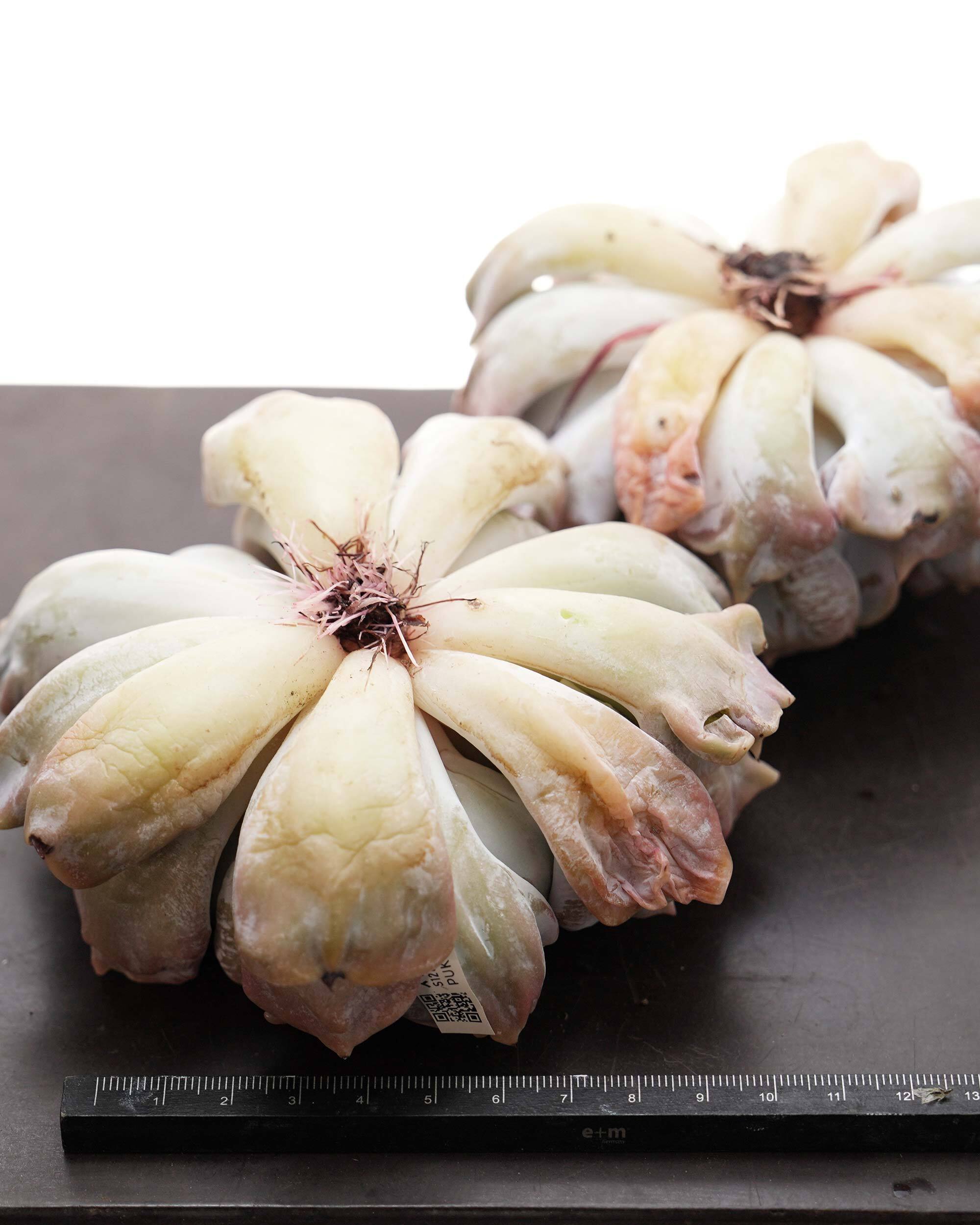 カット苗 スリラーパール 大株 Echeveria 'Thriller Pearl' | PUKUBOOK