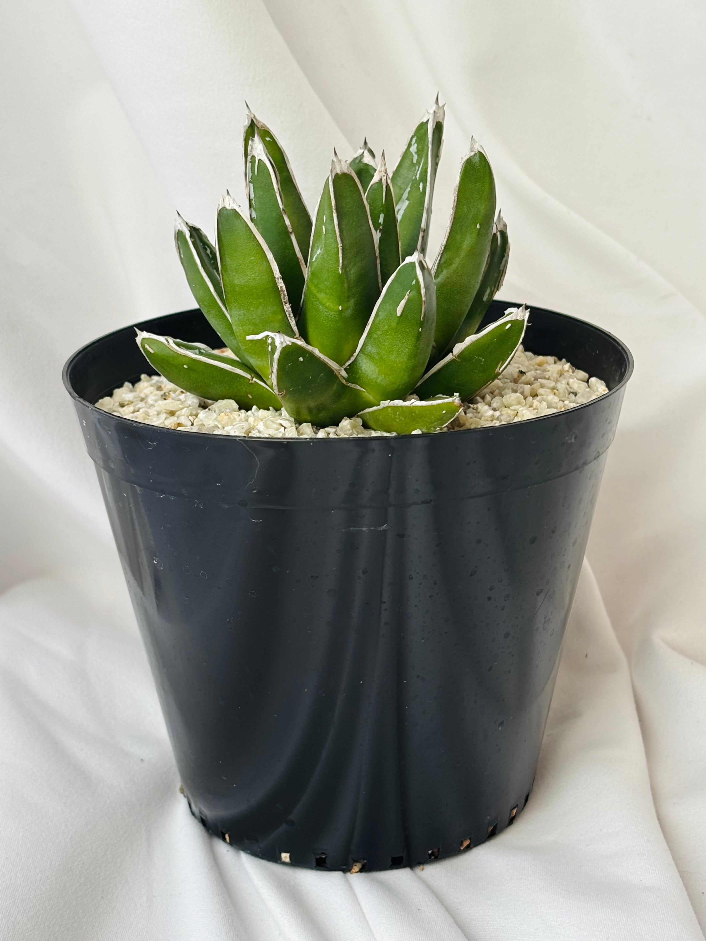 Agave victoriae reginae アガベ 笹の雪 多肉植物 | plants MARU