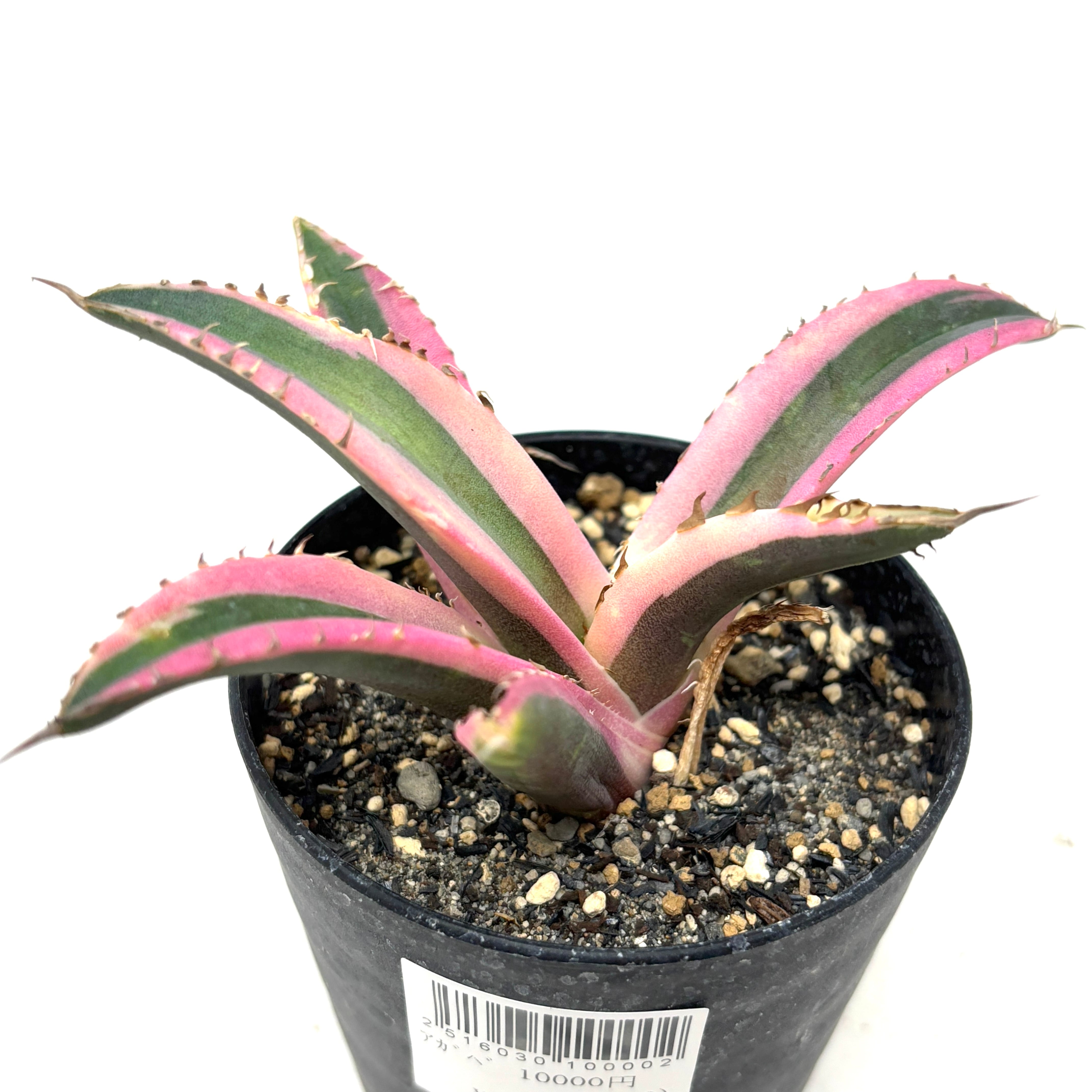 発根活着済］アガベ チタノタ スナグルトゥース 超美株】アガベ