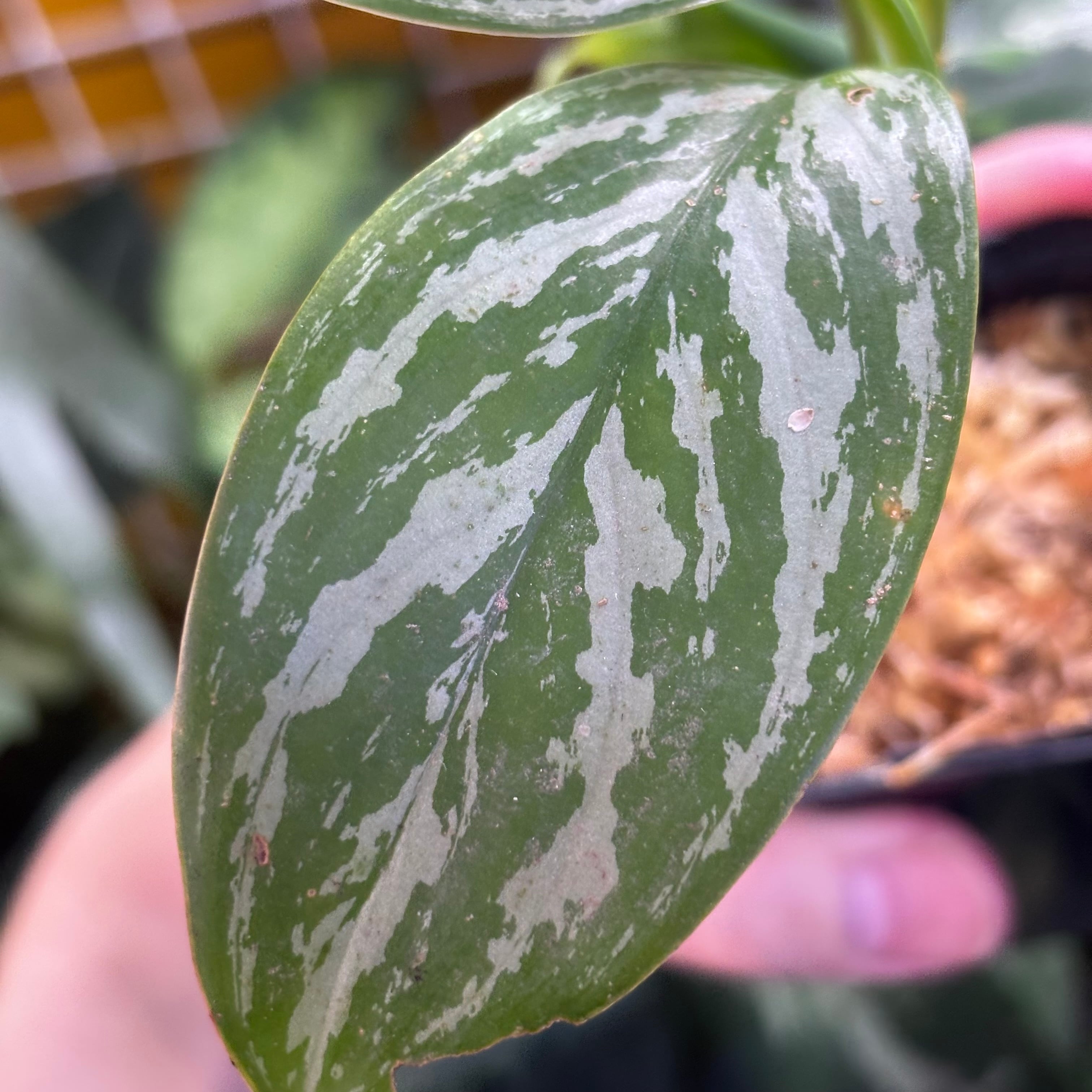 Aglaonema nitidum 