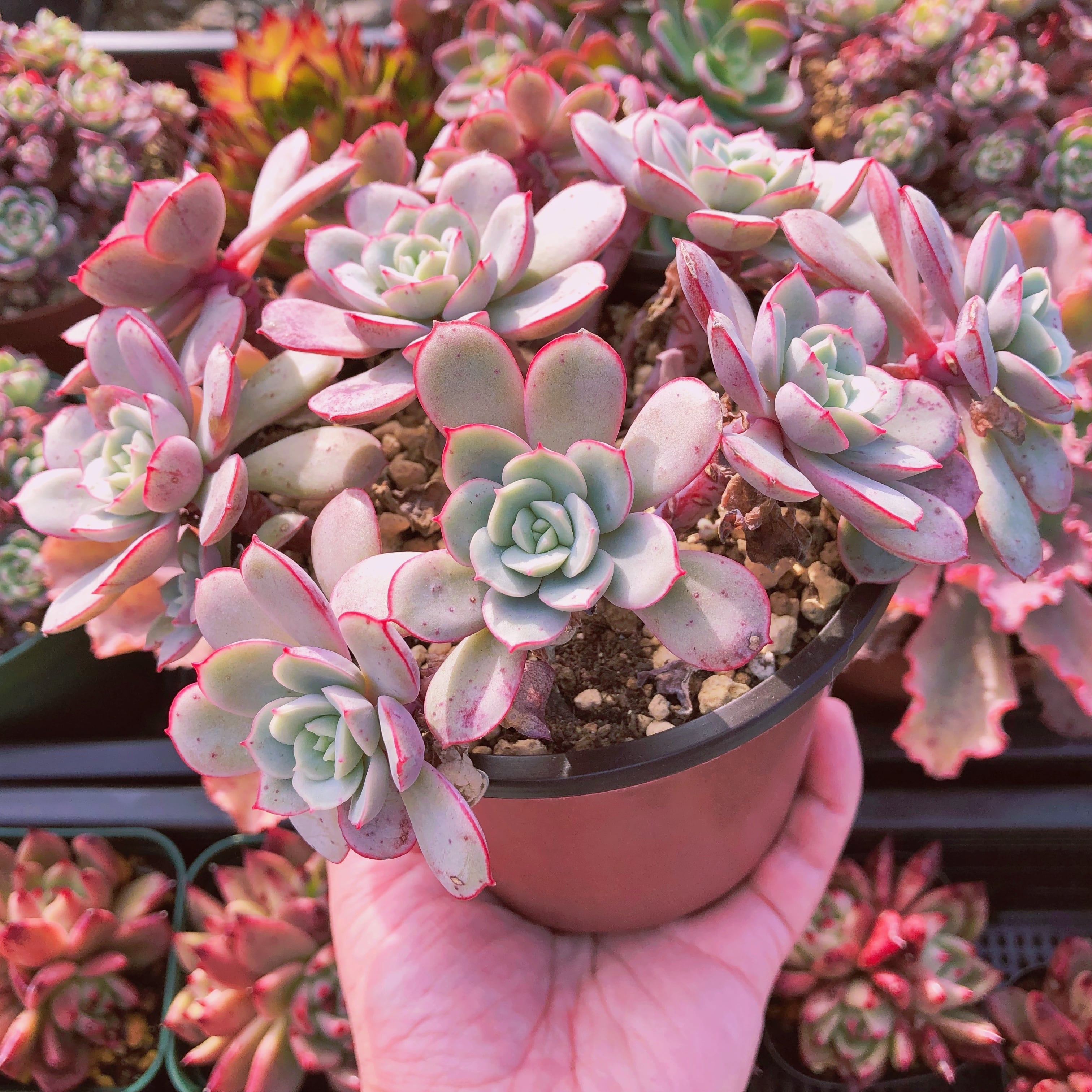 多肉植物 緑とピンクの群生*3 多肉植物 中型 緑とピンク*3 多肉植物のおすすめ人気ランキング