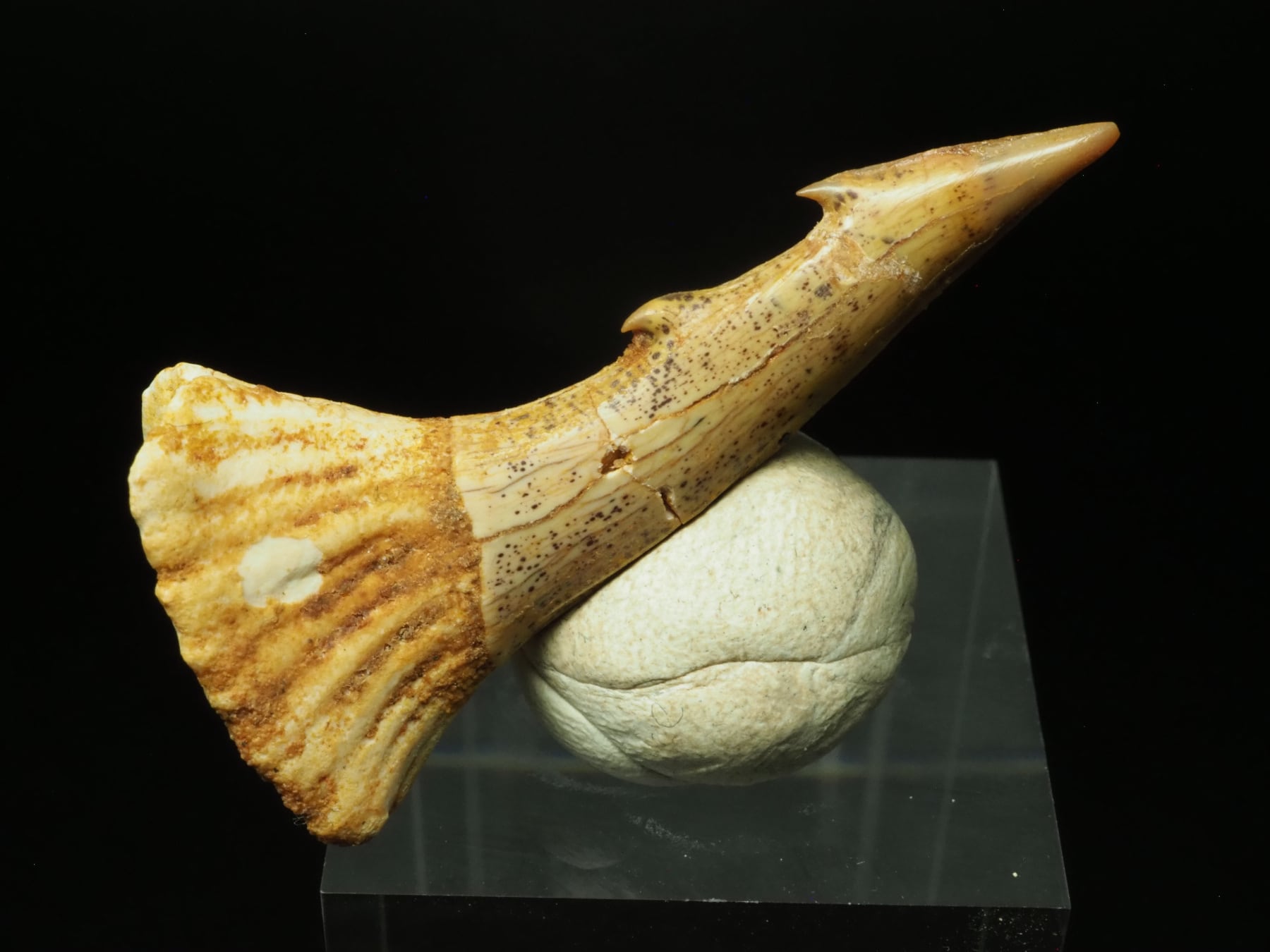 222b20fbf77c662388309c1a04a92d