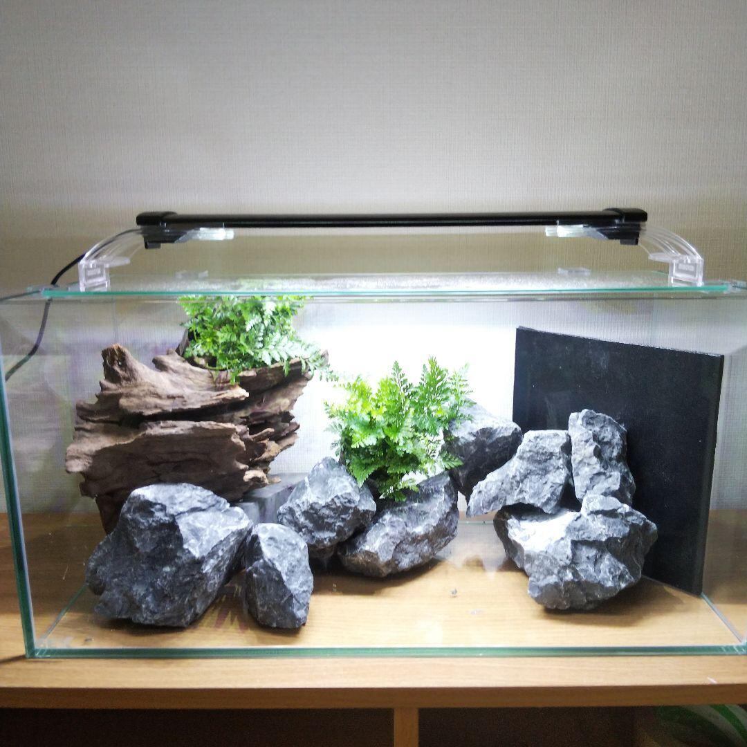 苔之介