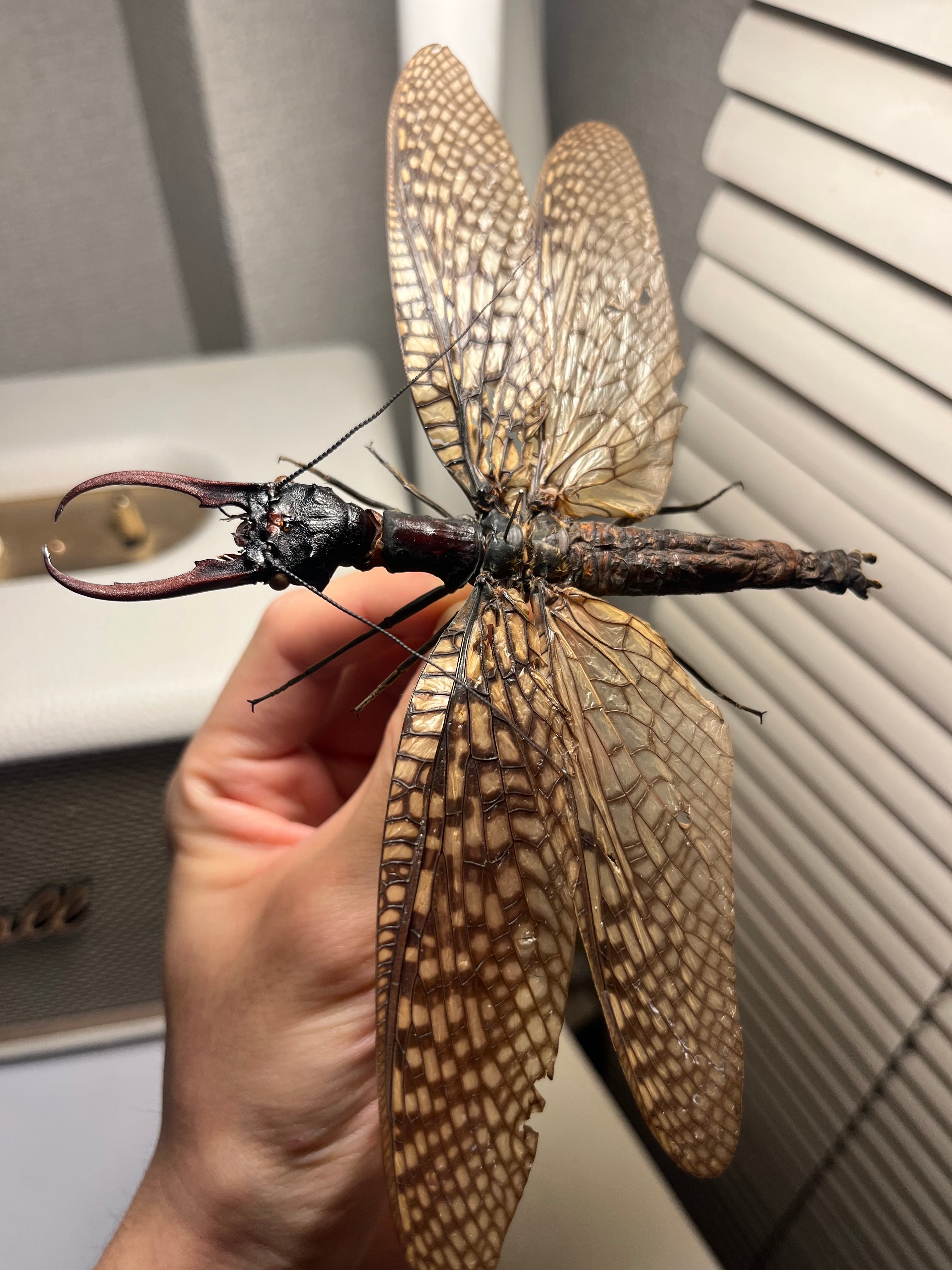 巨大紅牙】オオキバヘビトンボ オオアゴヘビトンボ 昆虫標本 標本