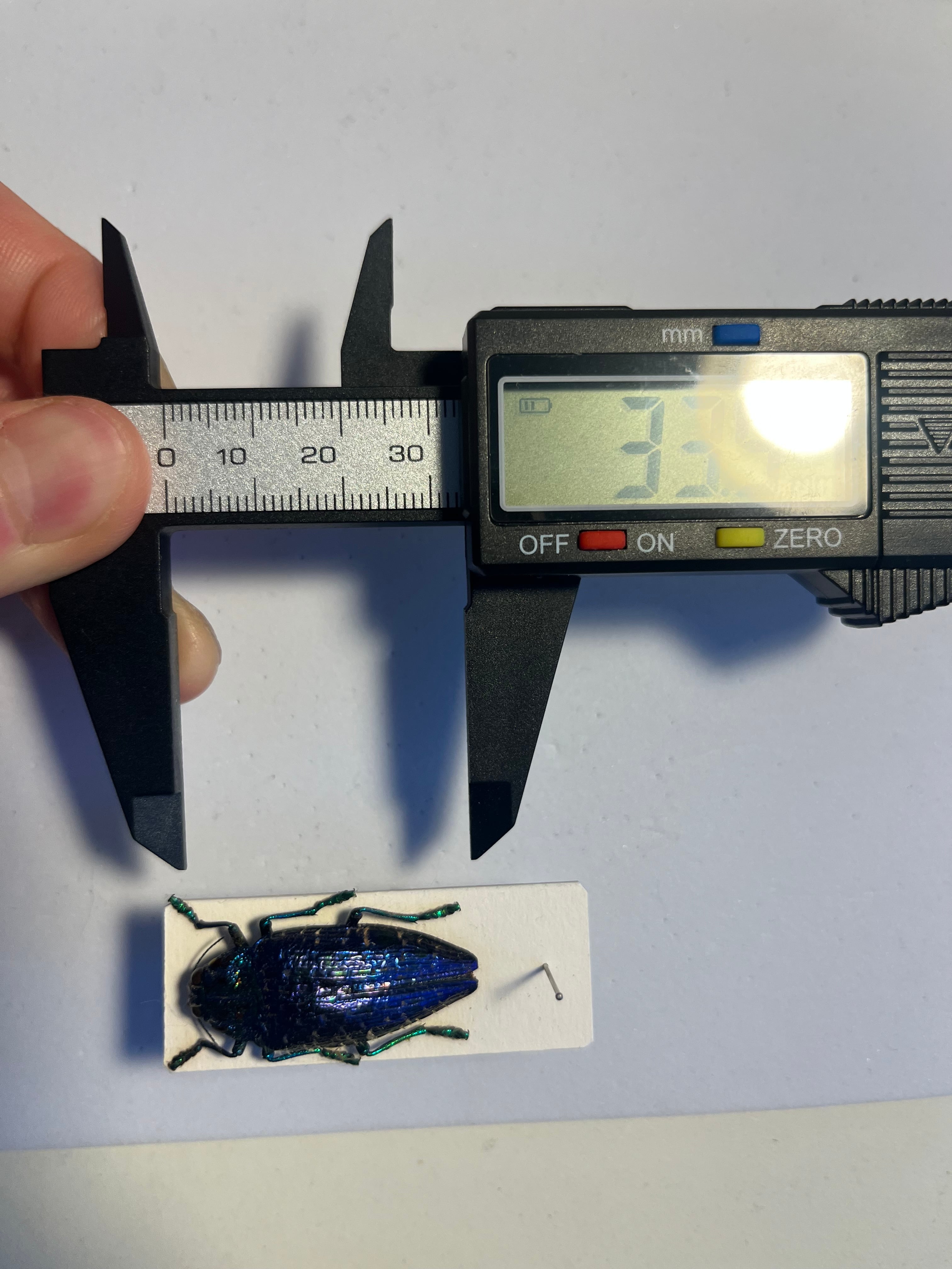 33mm】ニシキカワリタマムシ スハンダエ プラチナコガネ コブハムシ