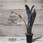 【送料無料】 Billbergia 'Obi-Wan' 〔ビルベルギア〕現品発送B0022