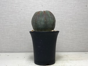 ユーフォルビア オベサ