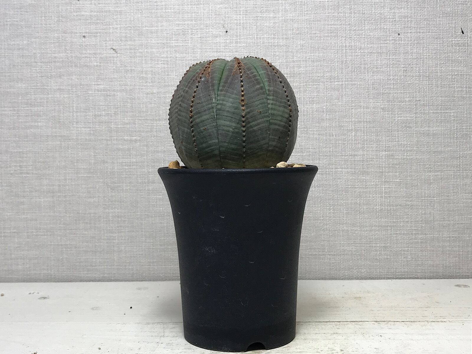 ユーフォルビア オベサ