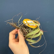 チランジア エリックノブロック【363】