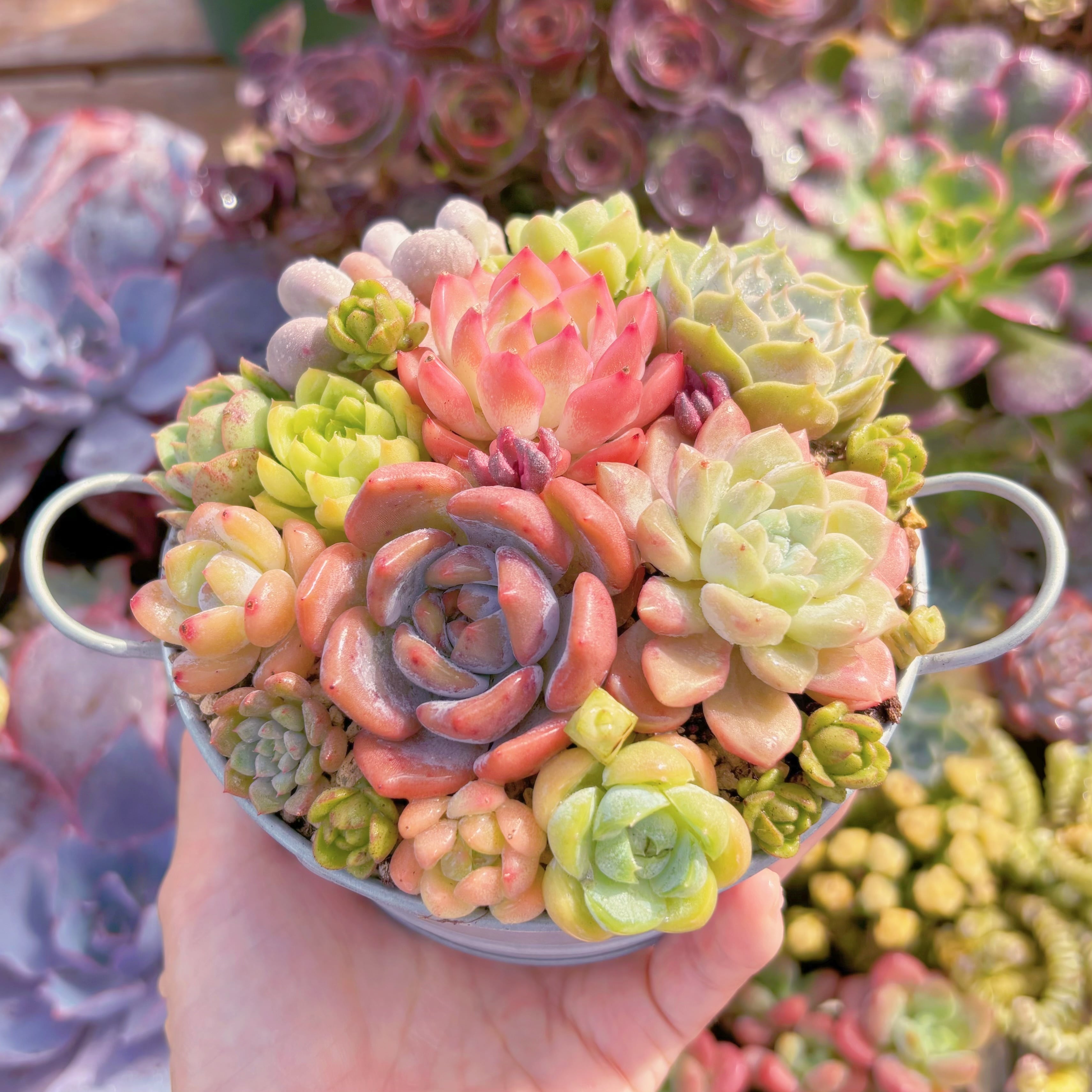 現品 寄せ植えセット#C04 るる農園 | るる農園~多肉植物専門