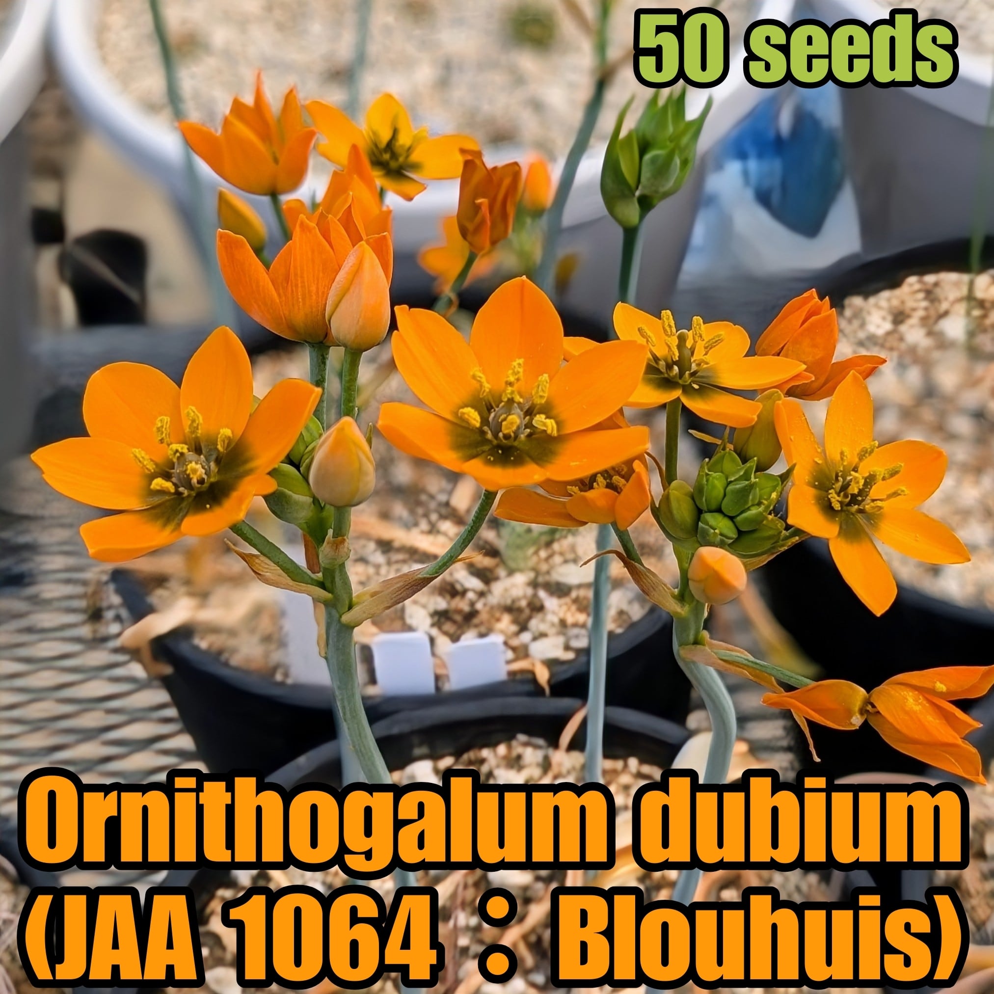 種子(少量パック)/50粒】Ornithogalum dubium “orange flower” (JAA
