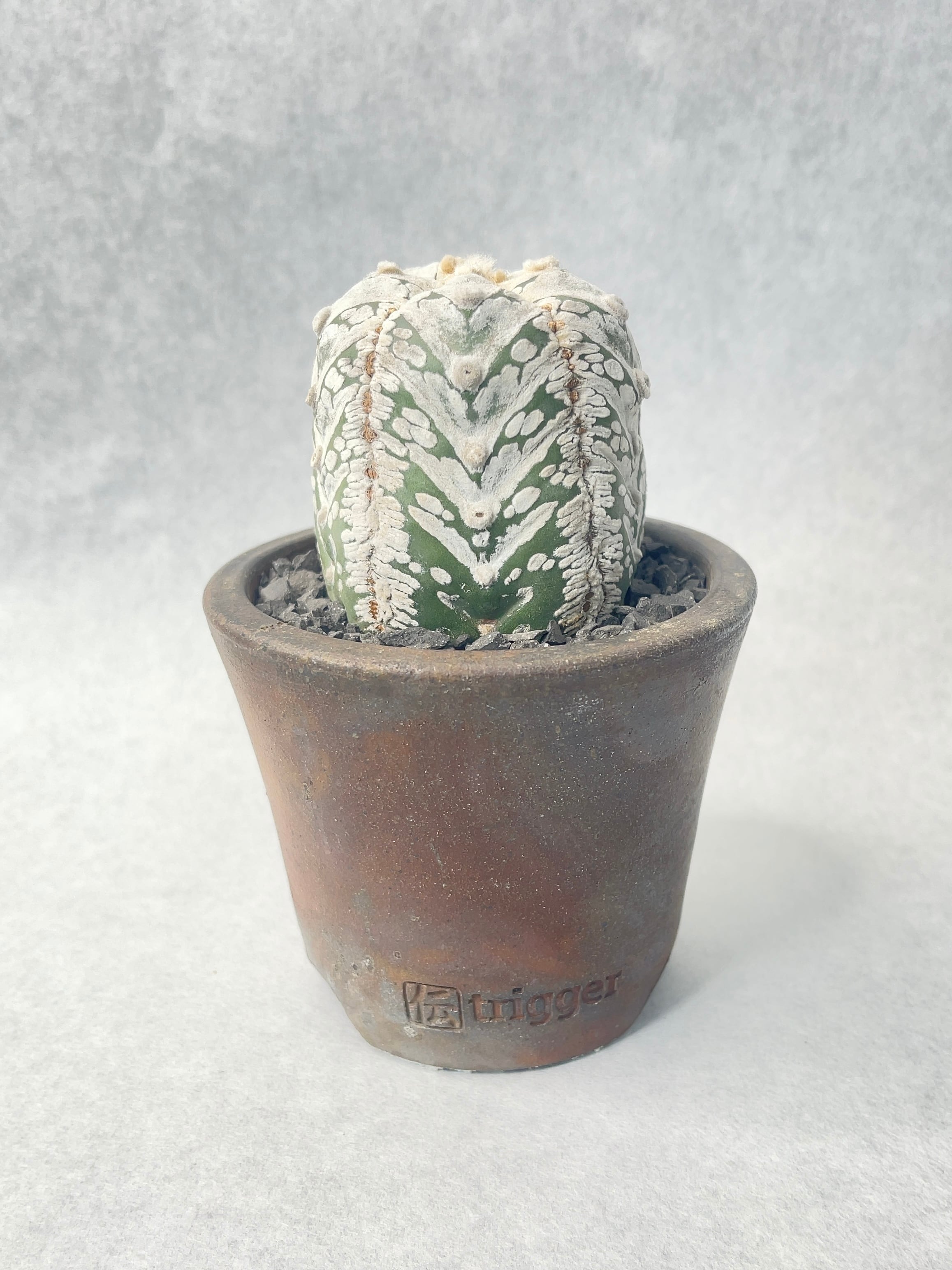 サボテン | trigger