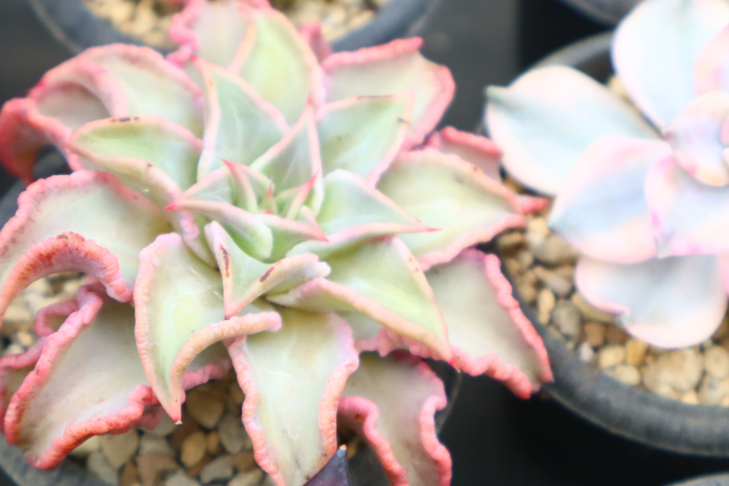 二代目大和高原の多肉屋