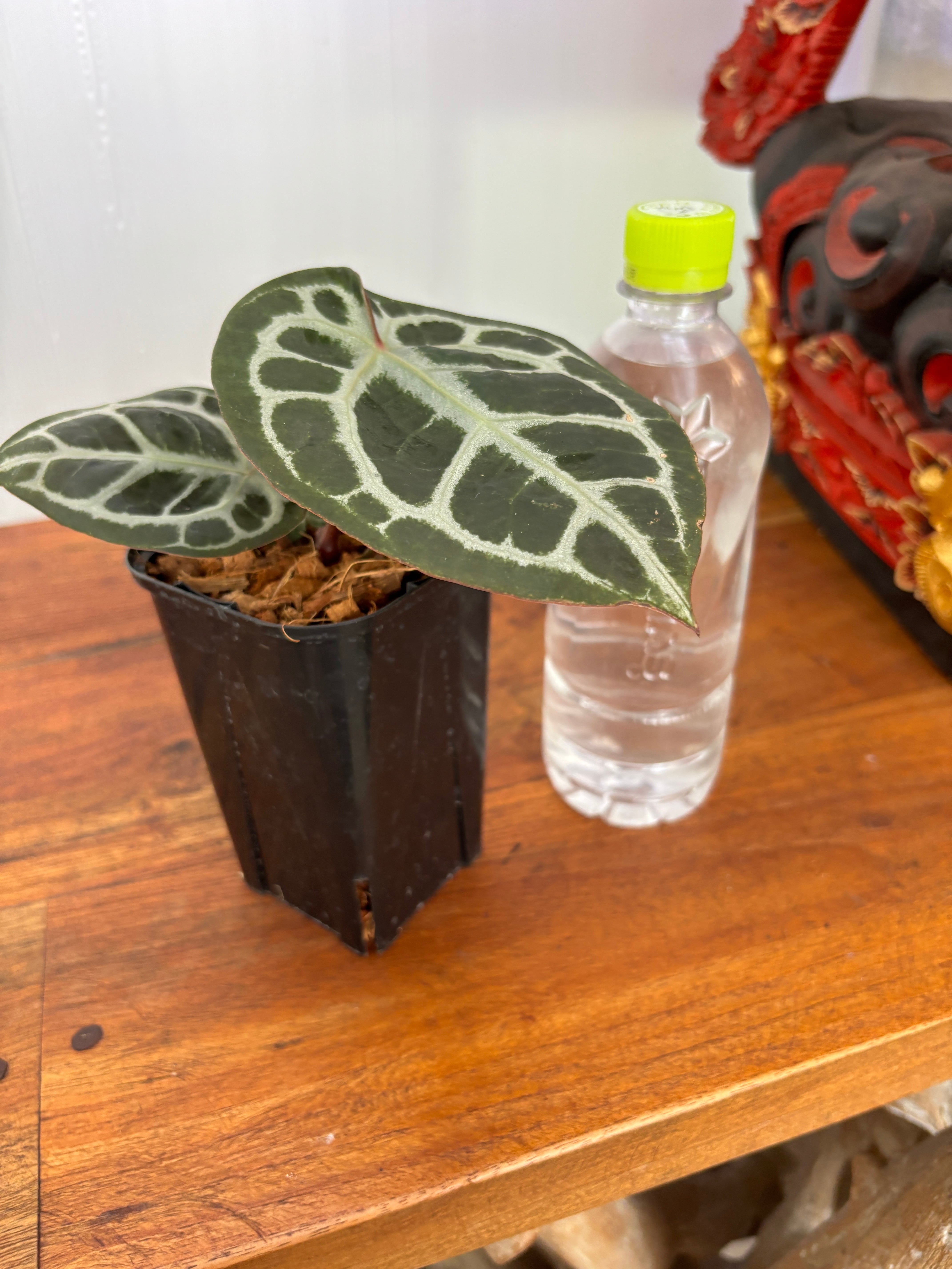 Anthurium | BALI-AN 園芸