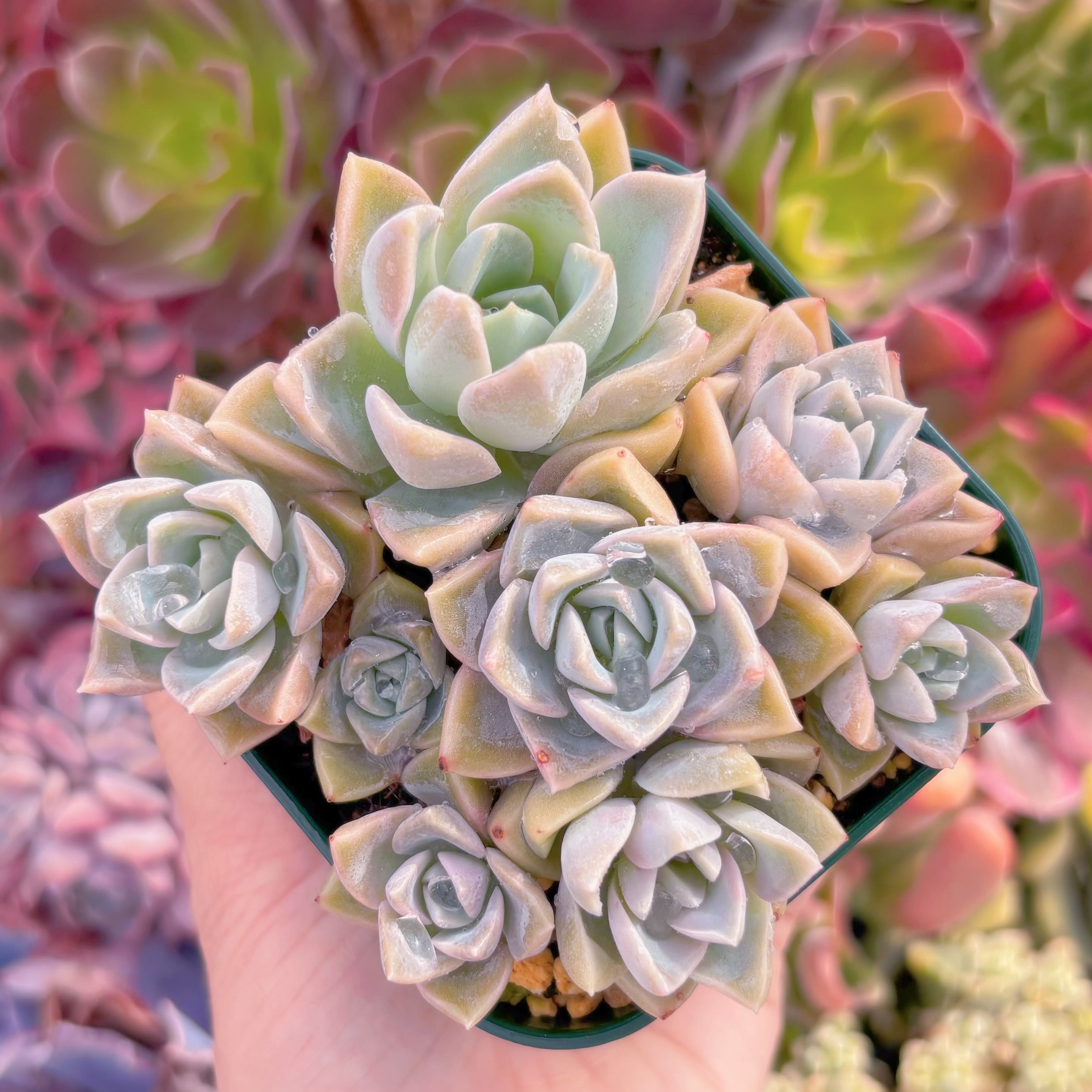 現品　ラブリーローズx白牡丹#1149　るる農園