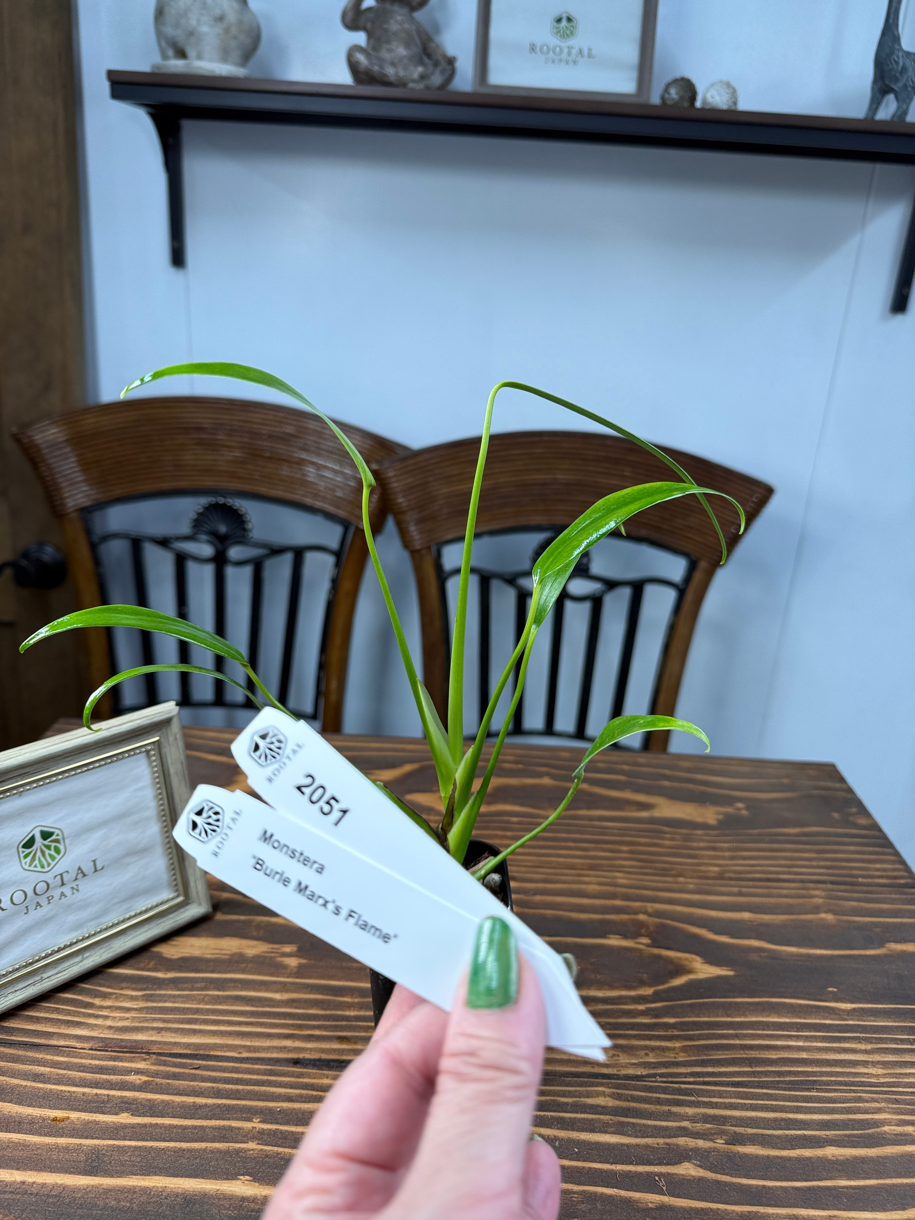 M*j様 新春スペシャル モンステラ ポンポン tc モンステラ | ROOTALPLANTS