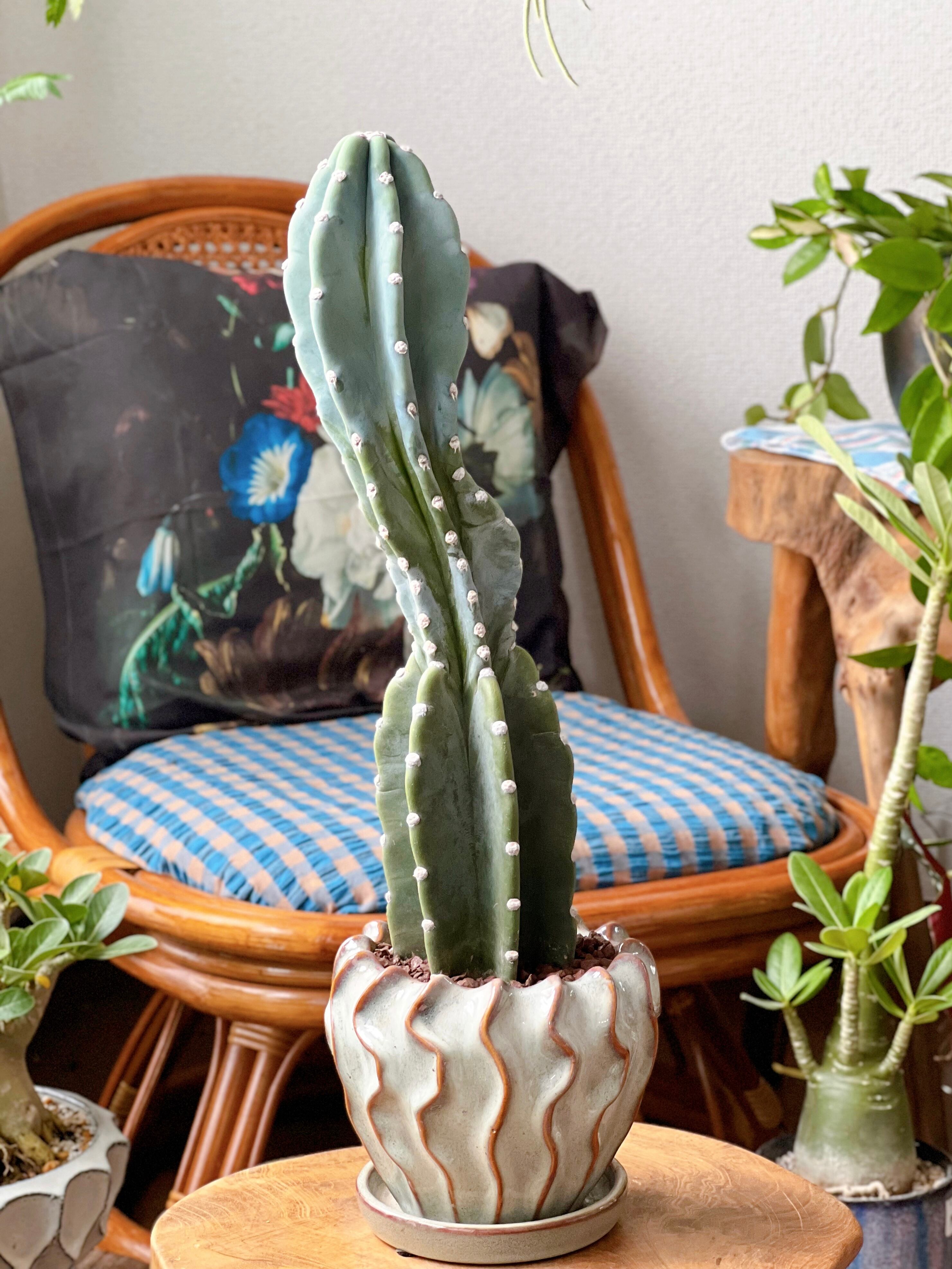 エスポストア・幻楽モンスト 4号／HJUSG | 植木戸