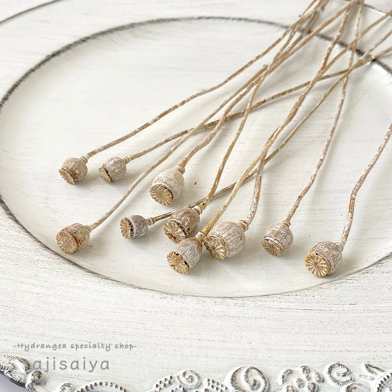 シャーリーポピー ウォッシュホワイト 【ドライフラワー】 | はじめて  