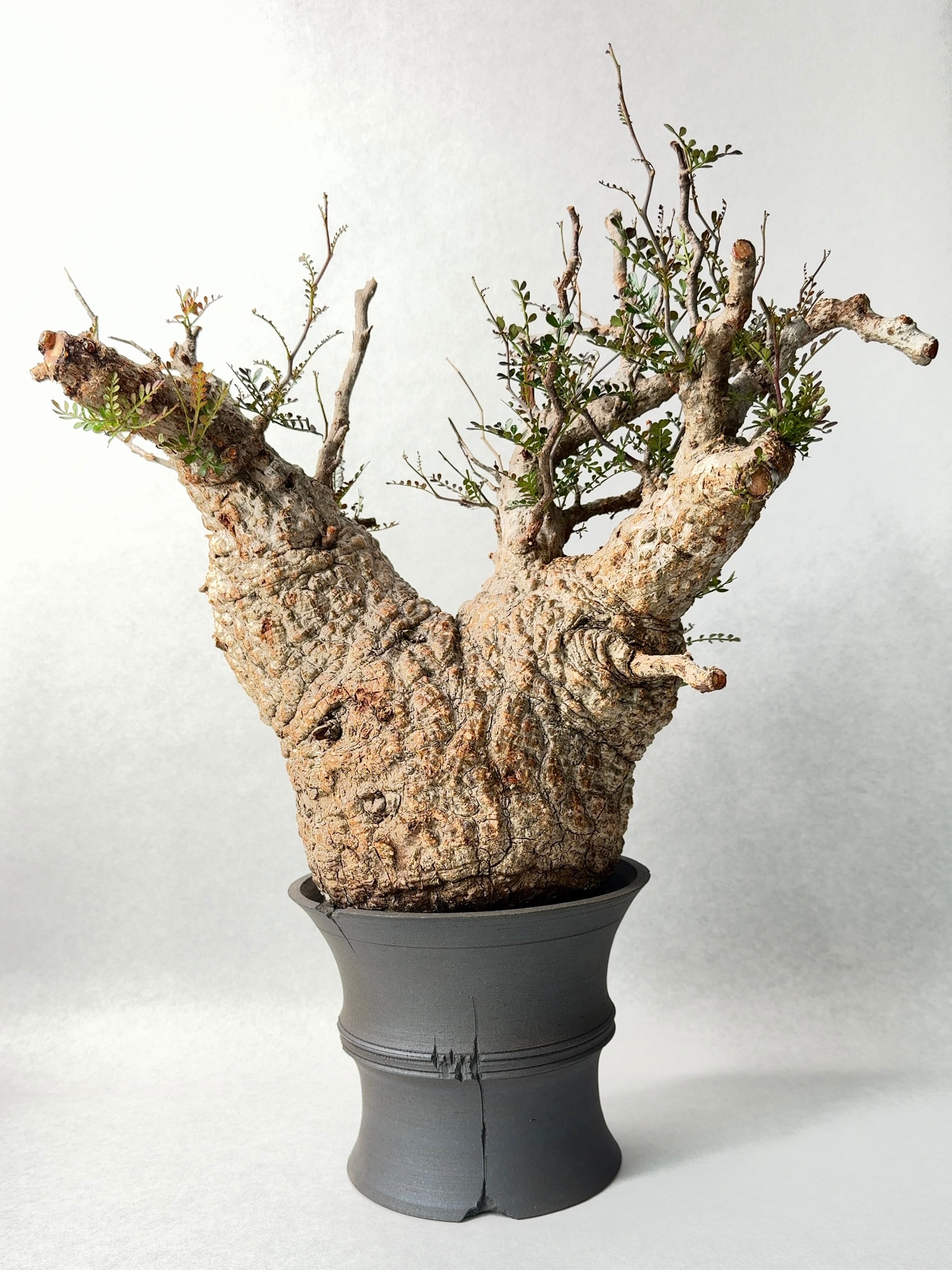 オペルクリカリア・パキプス(大株)