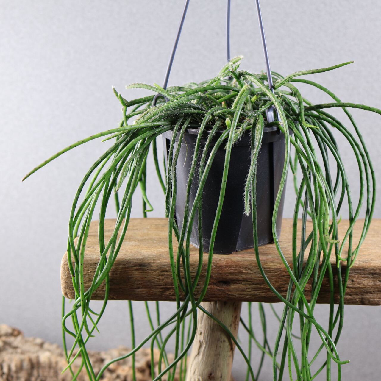 707『ハオルチア 太陽の恋人』 観葉植物【送料無料】 | MARX PLANTS