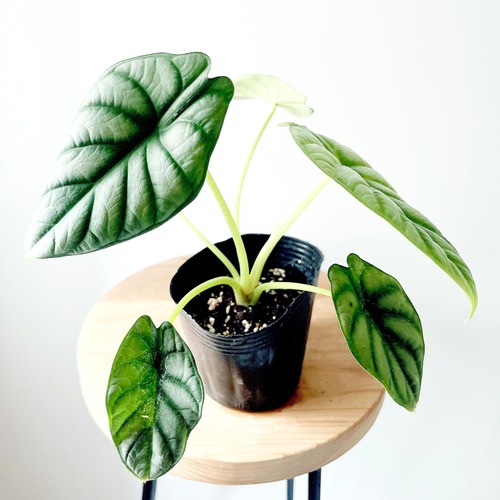 アロカシア シルバードラゴン 観葉植物 calm cafe