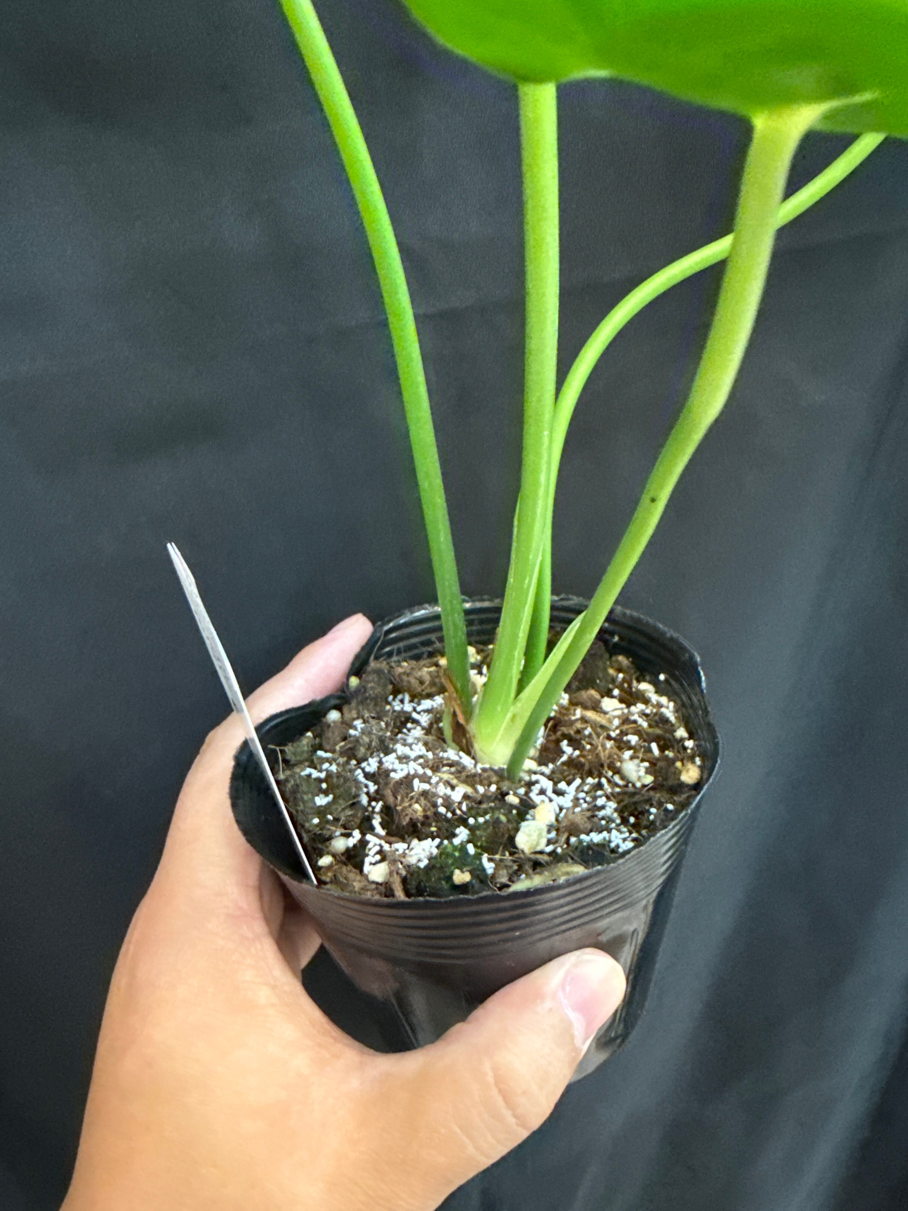 アンスリウム ベイチー | Gardenえん 【観葉熱帯植物】