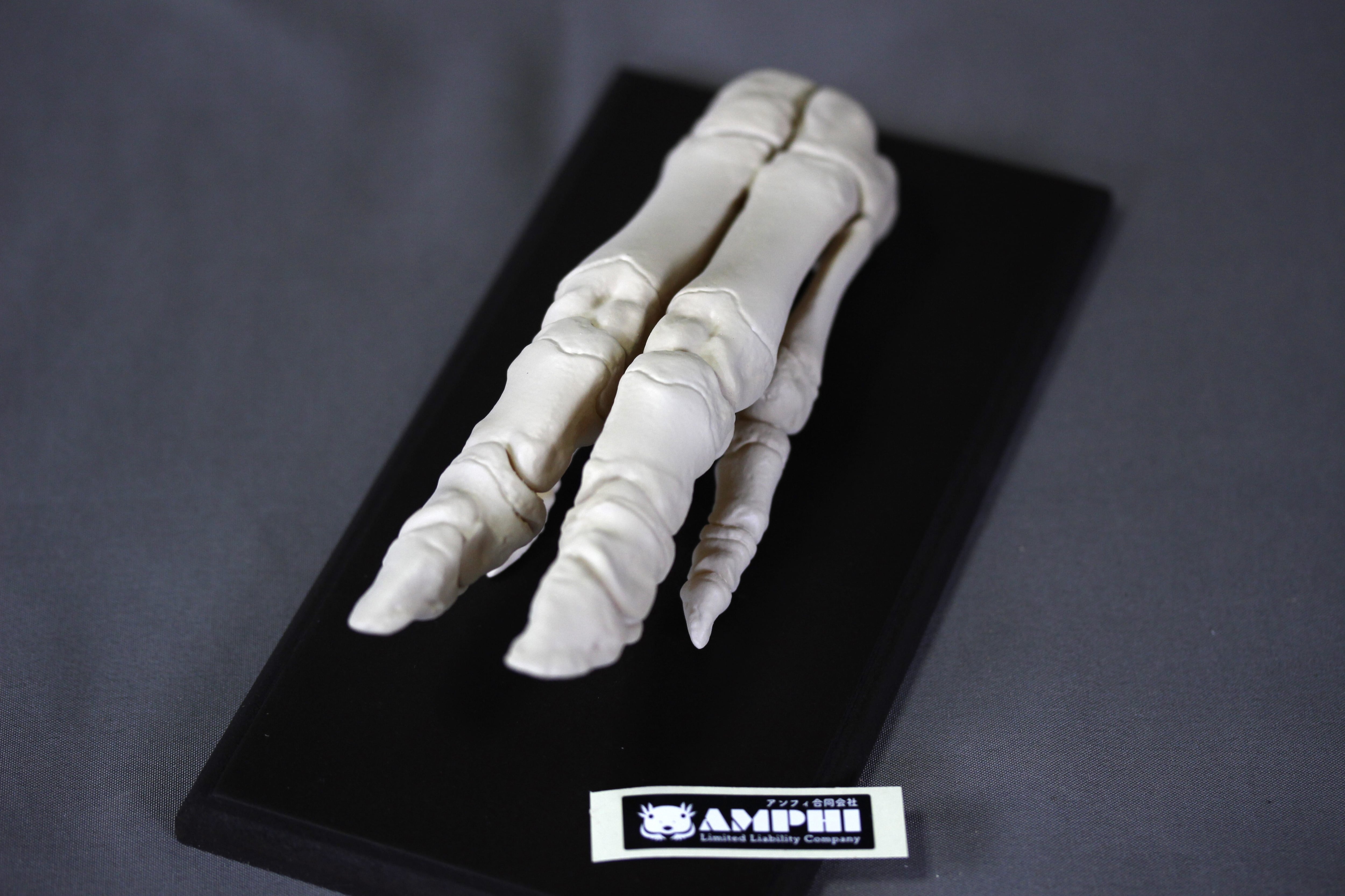 約8cm】 エルリコサウルス 縮小頭骨レプリカ | Pay ID