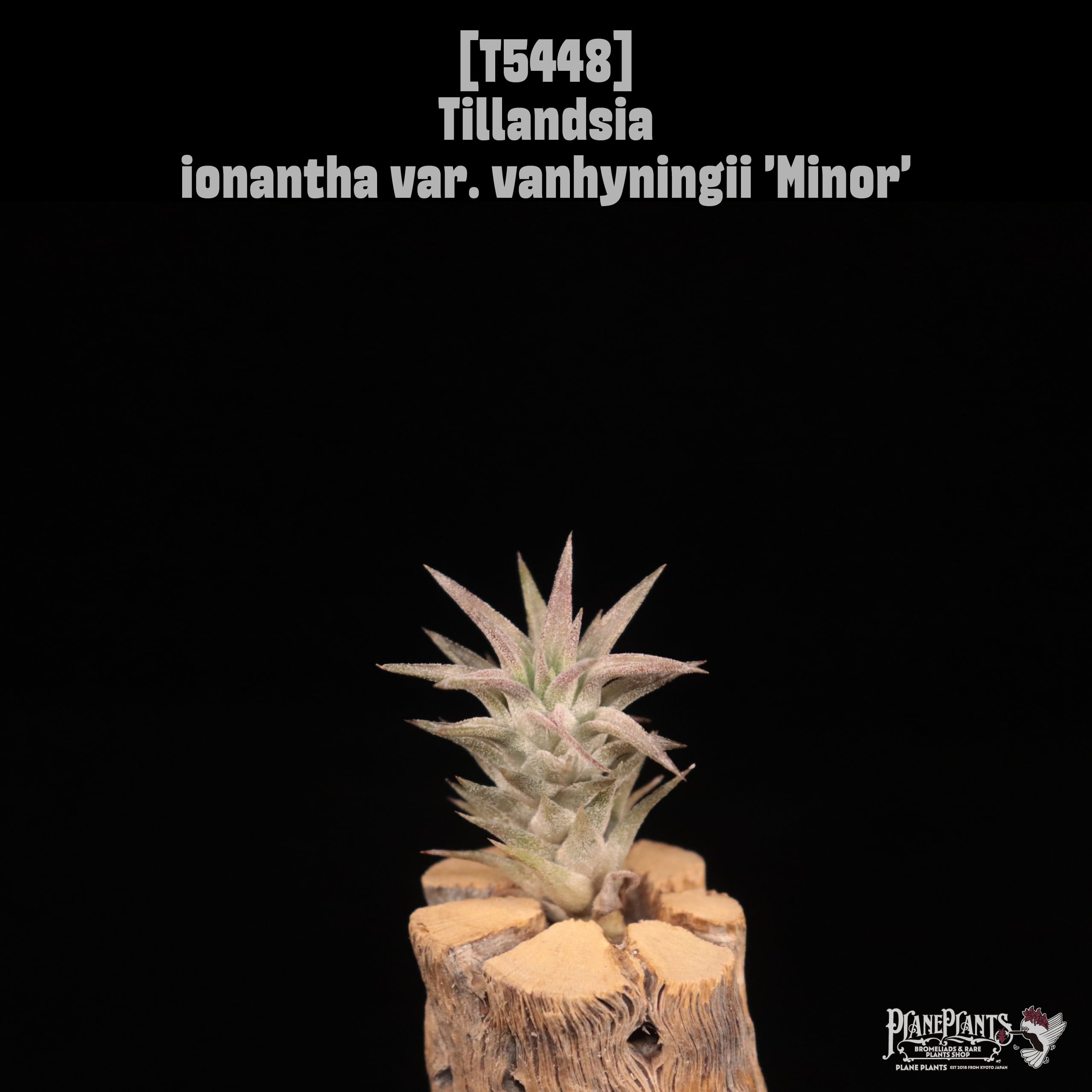 ionantha | plane plants