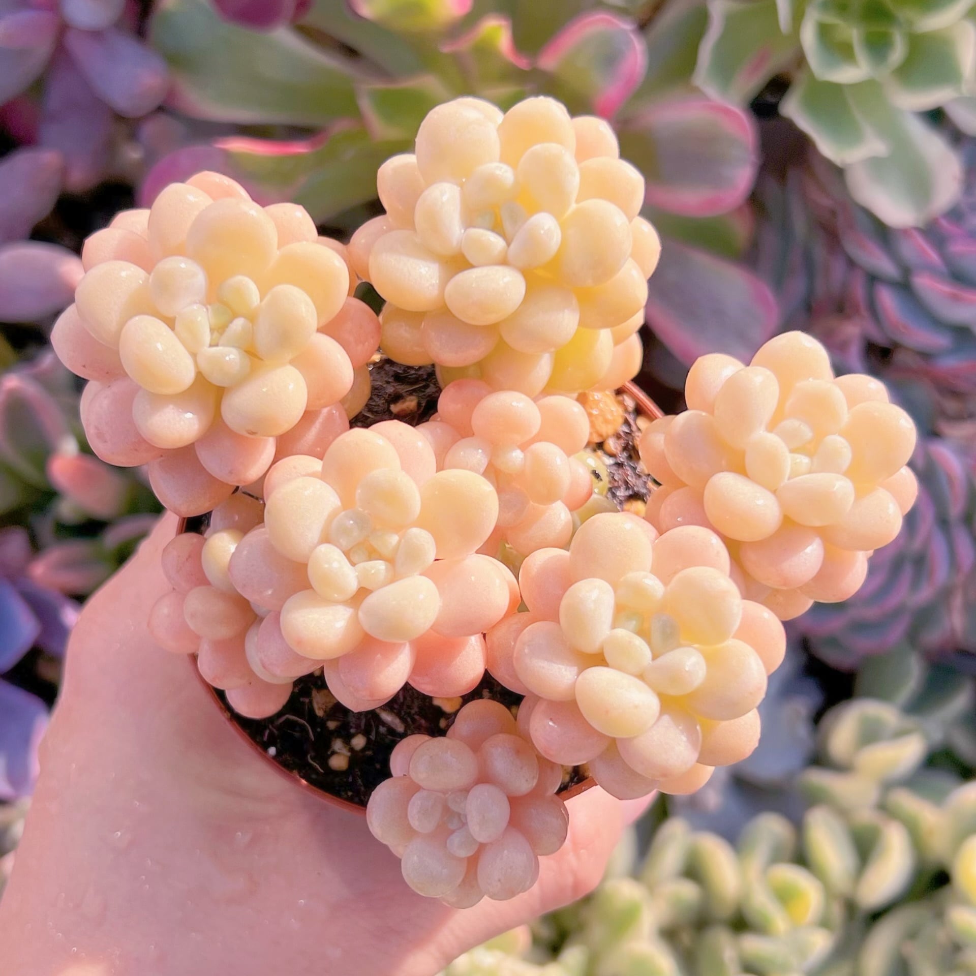 現品　丸葉ストロベリーミルク#700    群生　るる農園