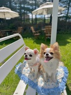 Summer flower picnic mat Mサイズ