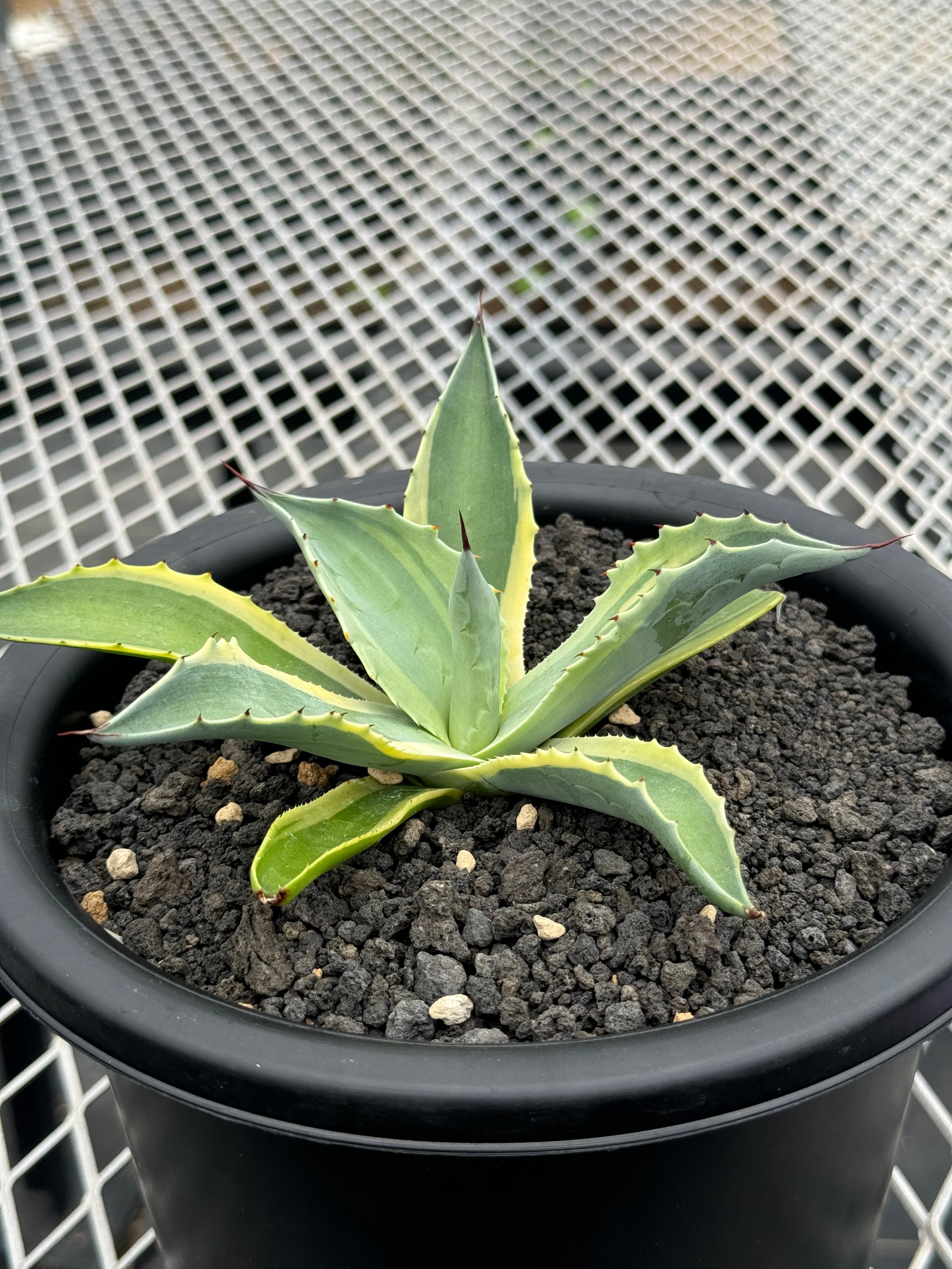 アガベ オバティフォリア オルカ 美株 突き刺す 希少 レア 