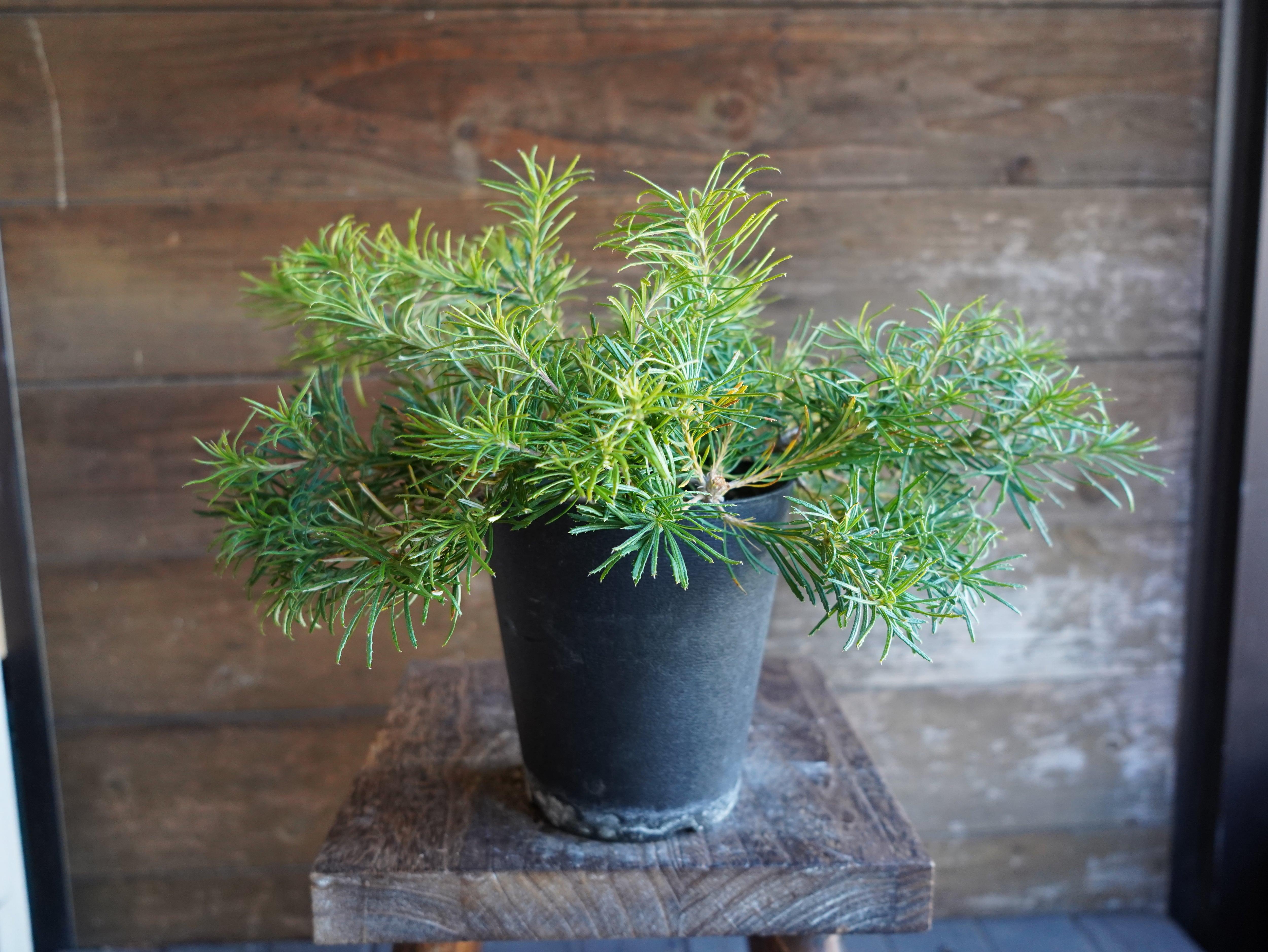 【現物】バンクシア　”バースデーキャンドル”　B