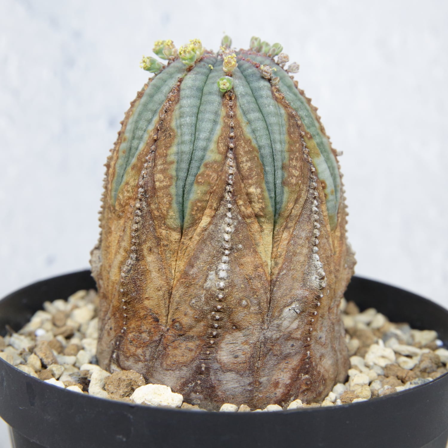 オス株 超美模様 木質化 マイクロオベサ / ユーフォルビア