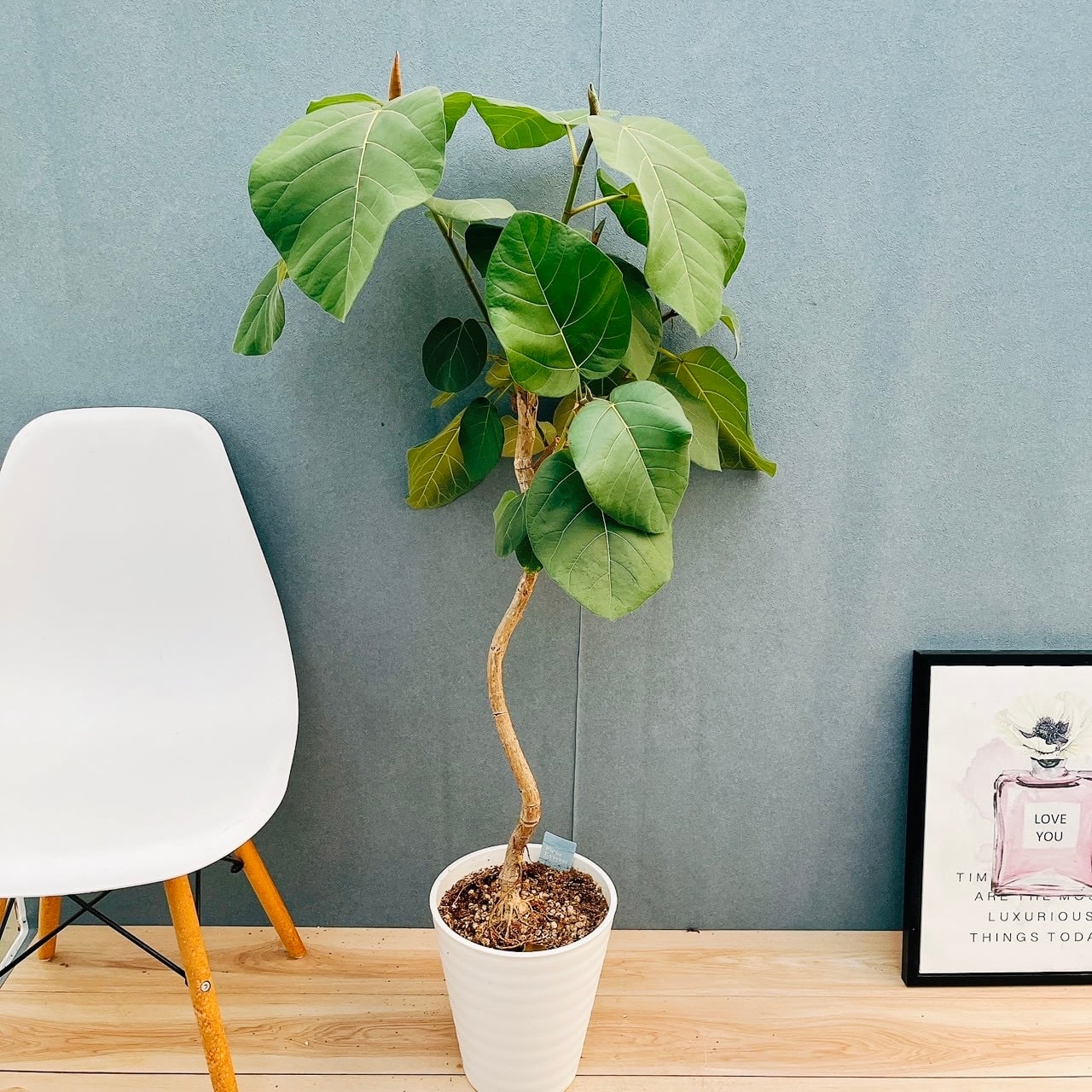 在庫］【希少】ドラセナ カンボジアーナ 観葉植物 レア 室内 幸福の木