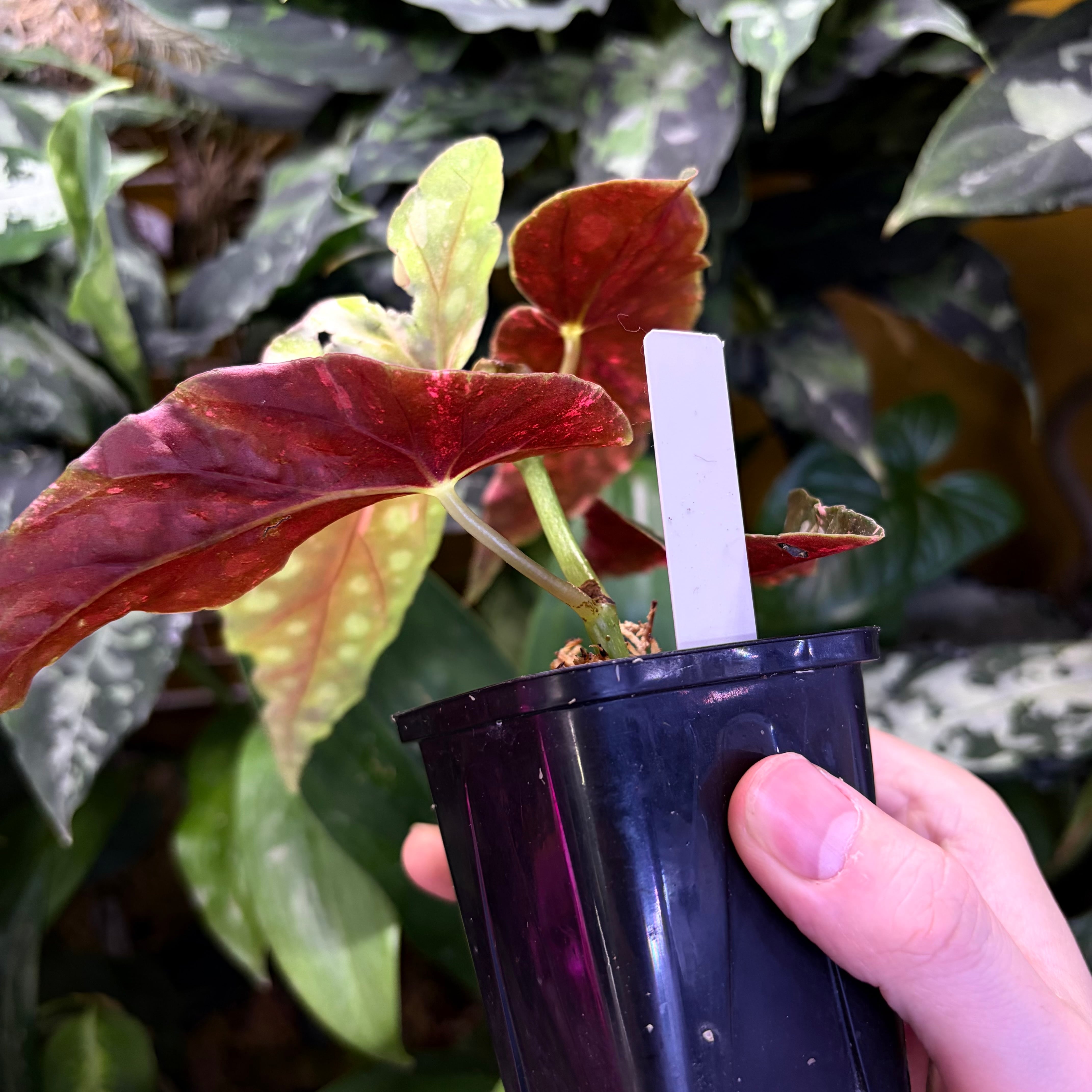 Begonia maculata 'Pink Variegated' | 熱帯雨林植物専門店 トイ吉園芸