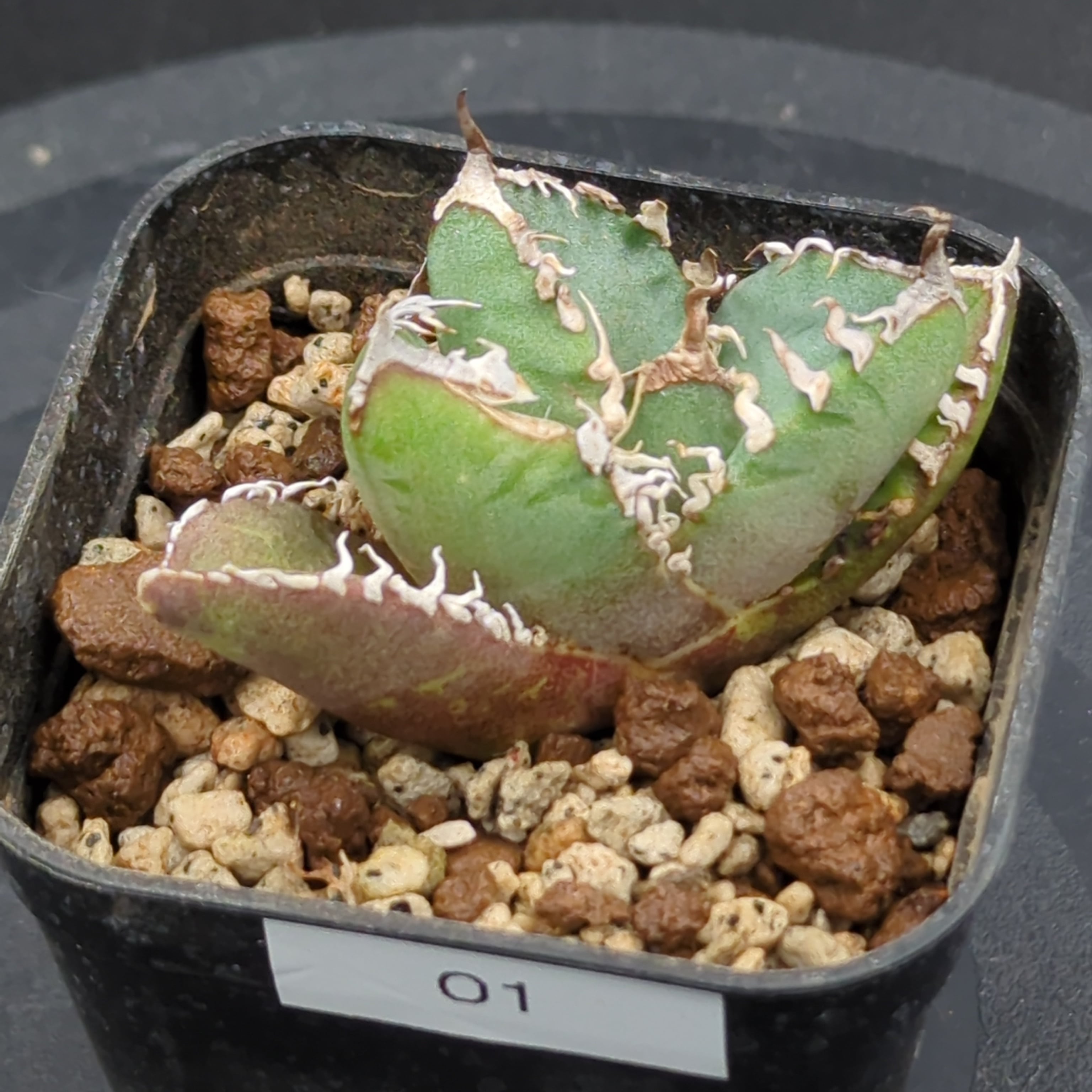 アガベ チタノタ 南アフリカダイヤモンド SAD 子株（Agave titanota