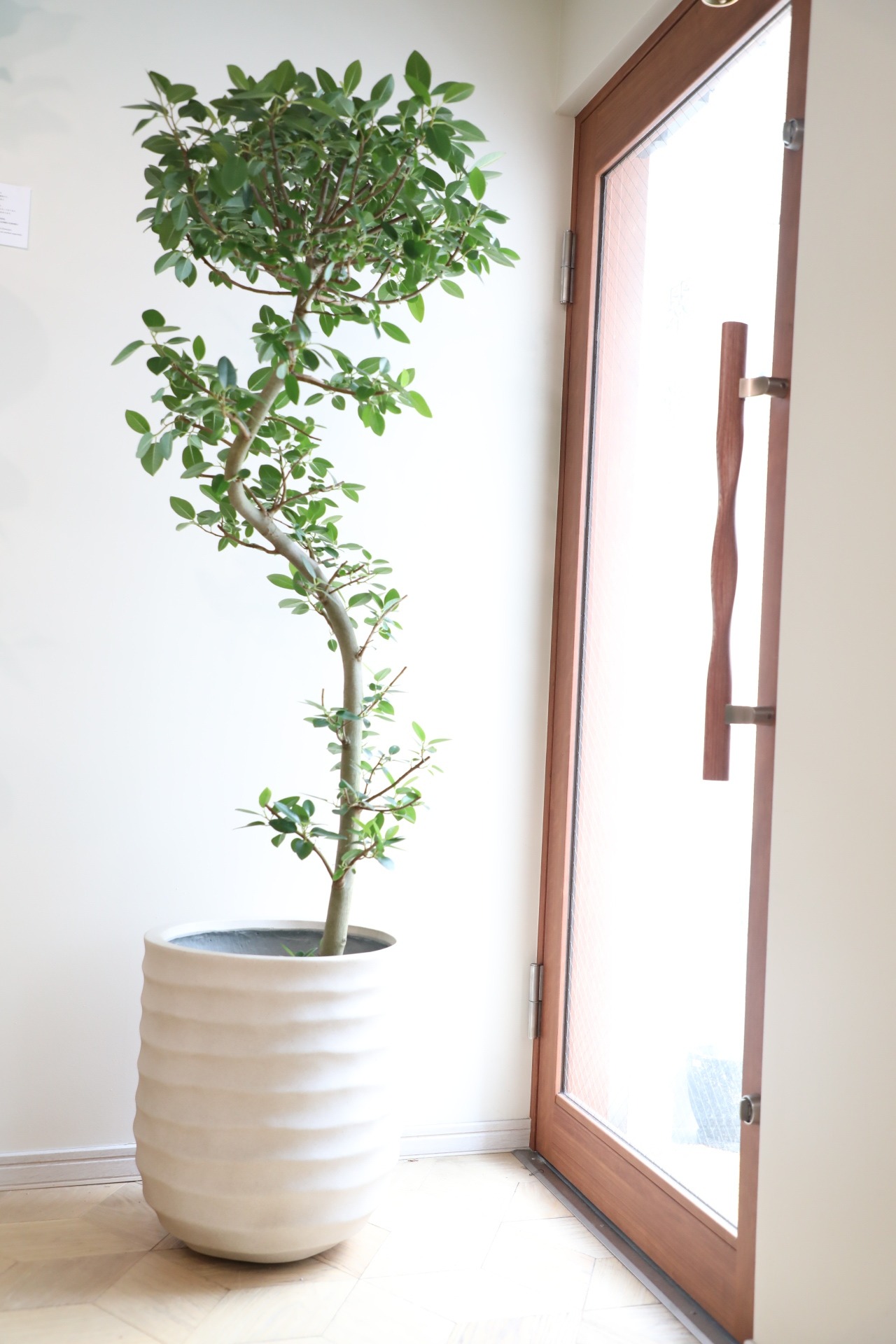 【都内近郊限定配送】【169cm】フランスゴムの木 曲げ木仕立て/Ficus rubiginosa  ※陶器鉢カバー別売り