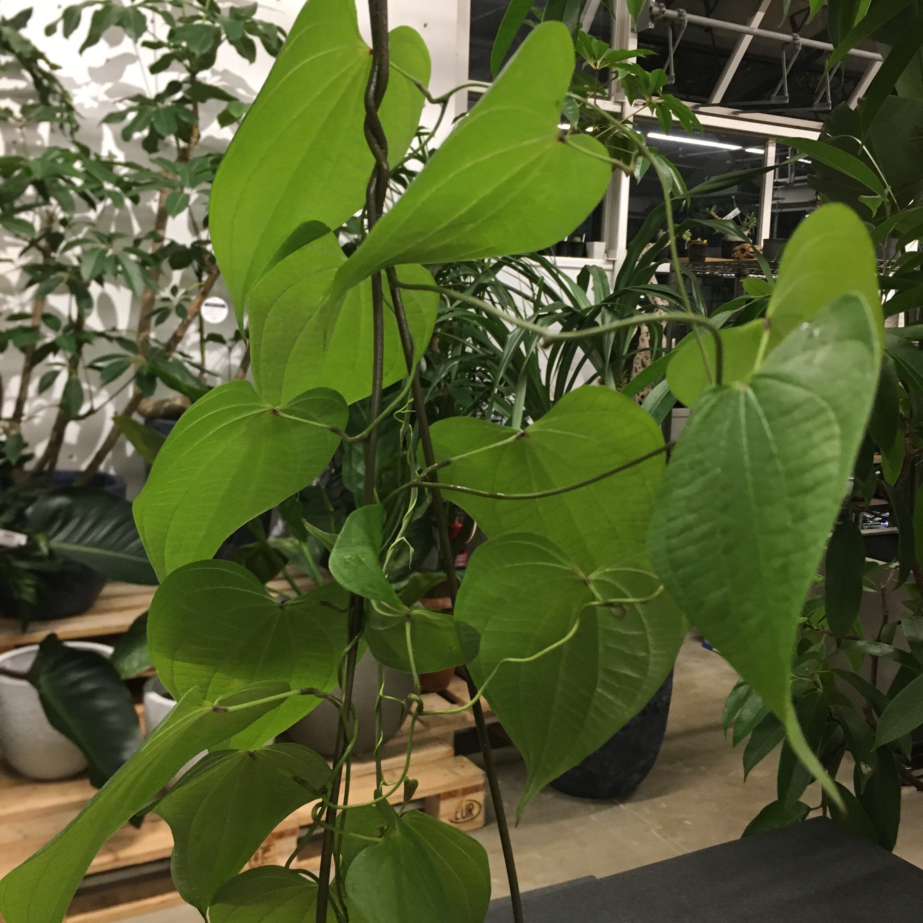 メキシコ亀甲竜 ディオスコレア 現地株 Protoleaf プロトリーフ