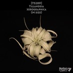 【送料無料】xerographica M〔エアプランツ〕現品発送T5289