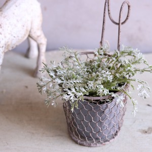 ネモフィラ　プラチナスカイ　シルバーリーフ　青いお花　春のお花　寄せ植えにオススメ