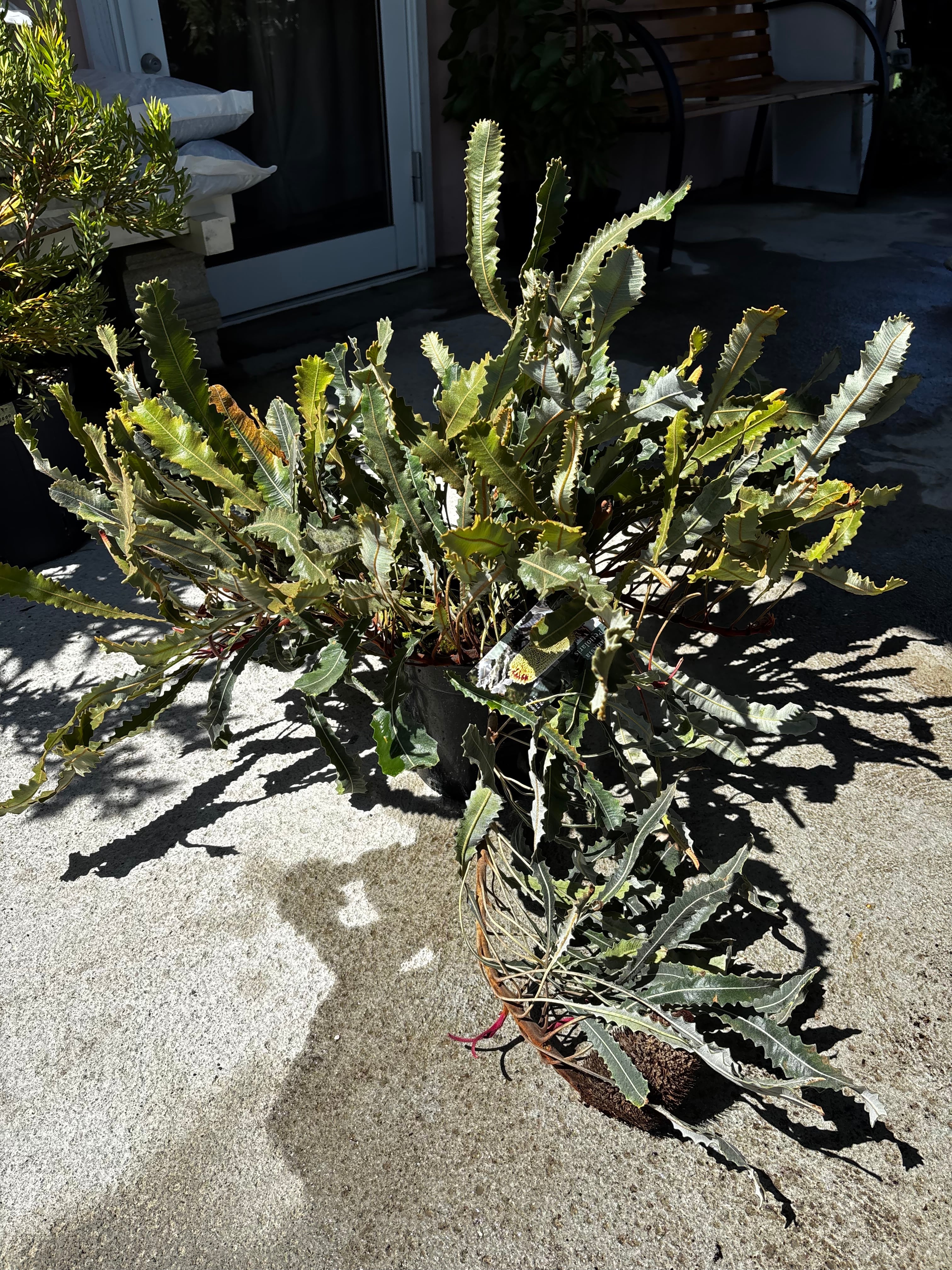 ALL ITEM | MELLOW Plants & Coffee