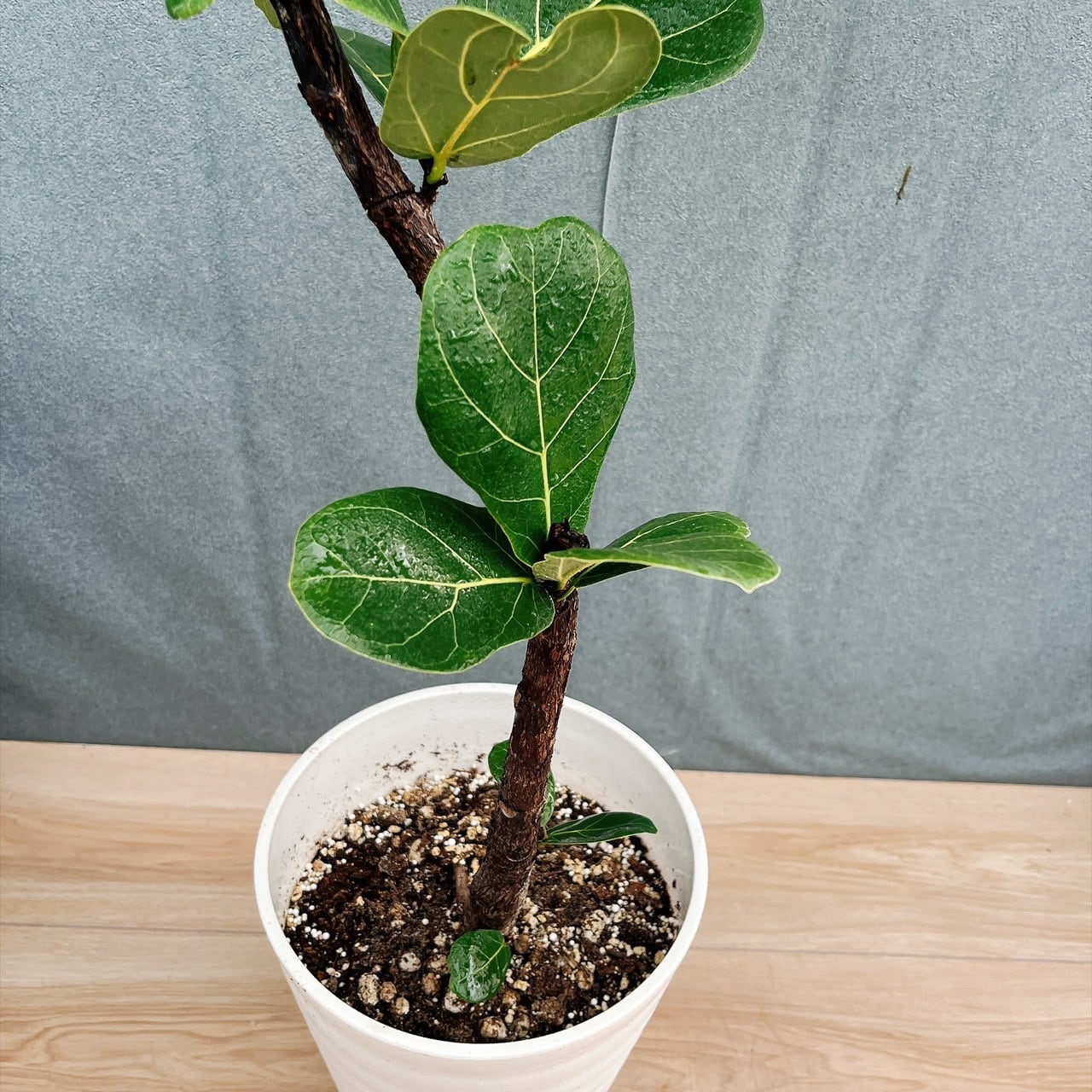 現品］13番 カシワバゴムノキ フィカス リラータ 曲がり 7号 観葉植物