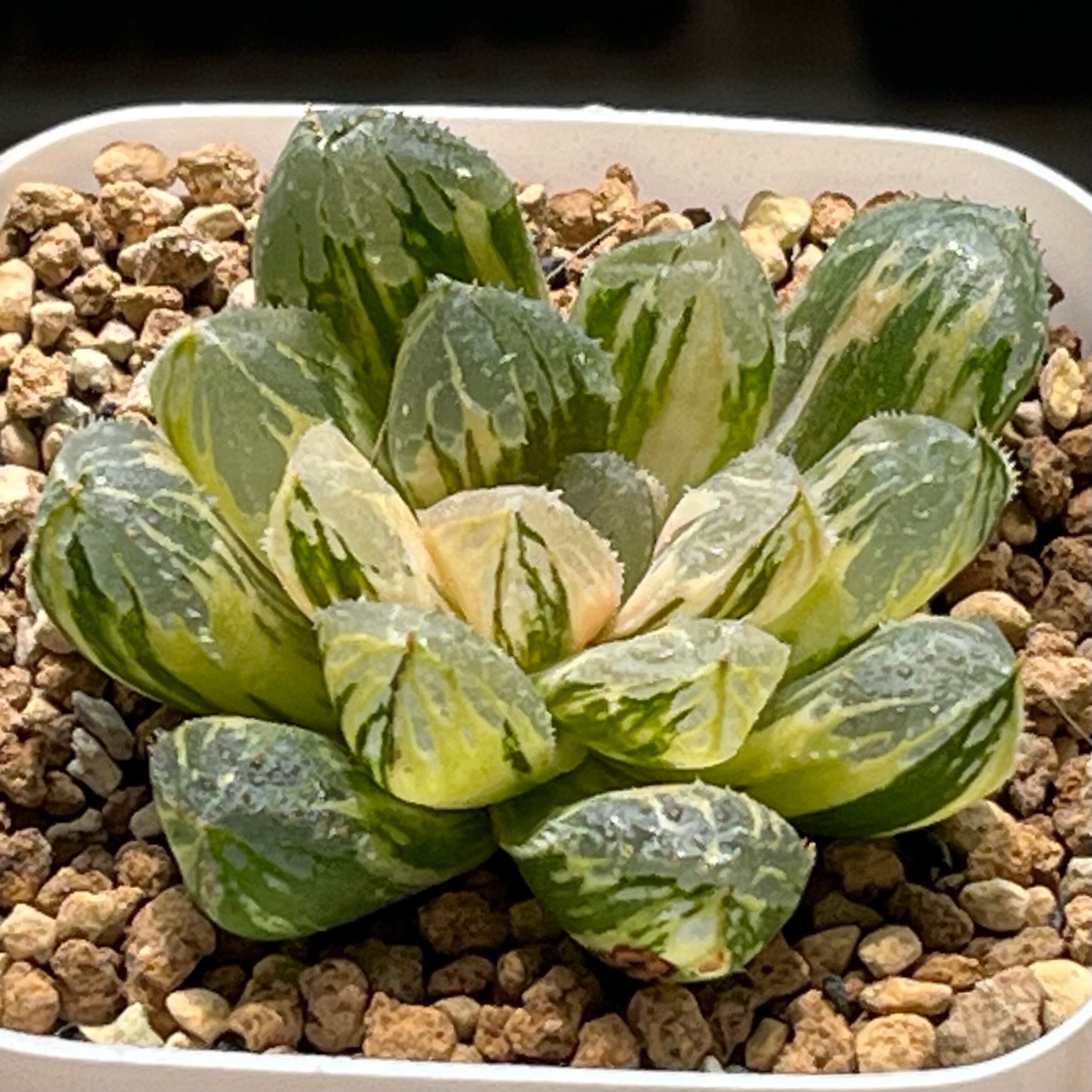 ハオルチア オブツーサ錦 天狼星 | mocono_plants