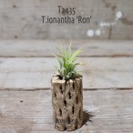 【送料無料】ionantha 'Ron'〔エアプランツ〕現品発送T2435